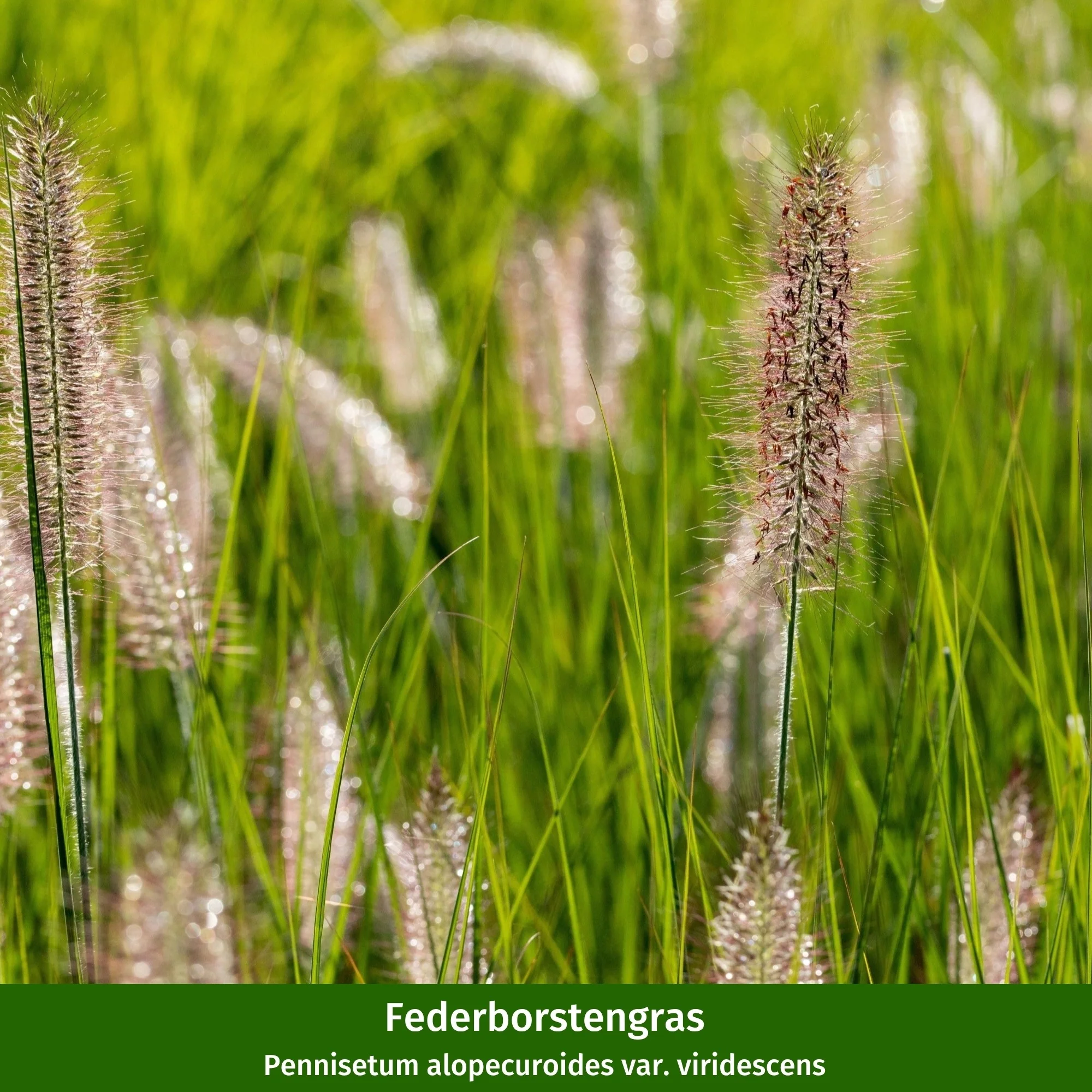 Pflanzen-Set "Modernes Streifenbeet mit Hortensien und Stauden" - Image 5