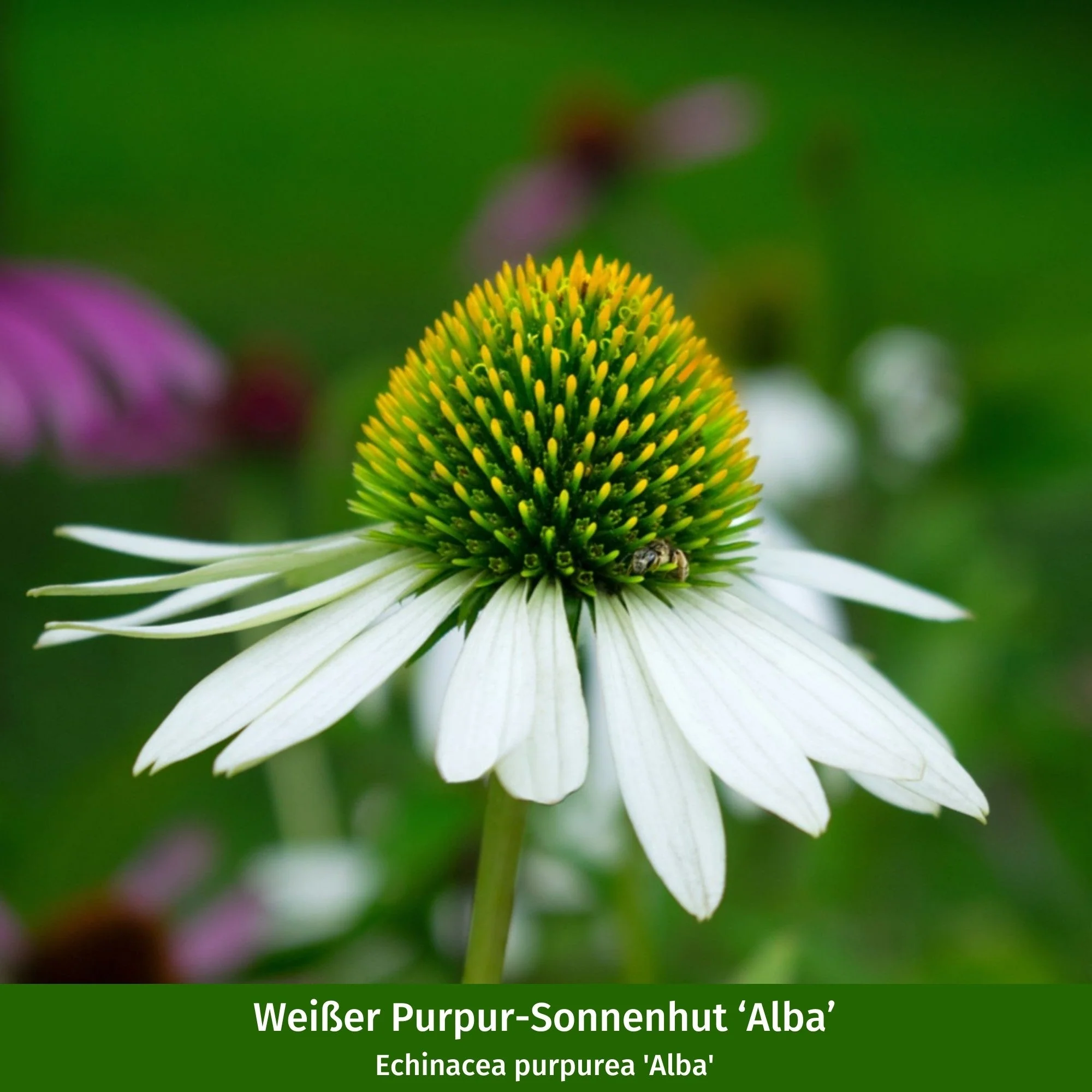 Pflanzen-Set "Pflegeleichter und sonnenliebender Steppengarten" - Image 10