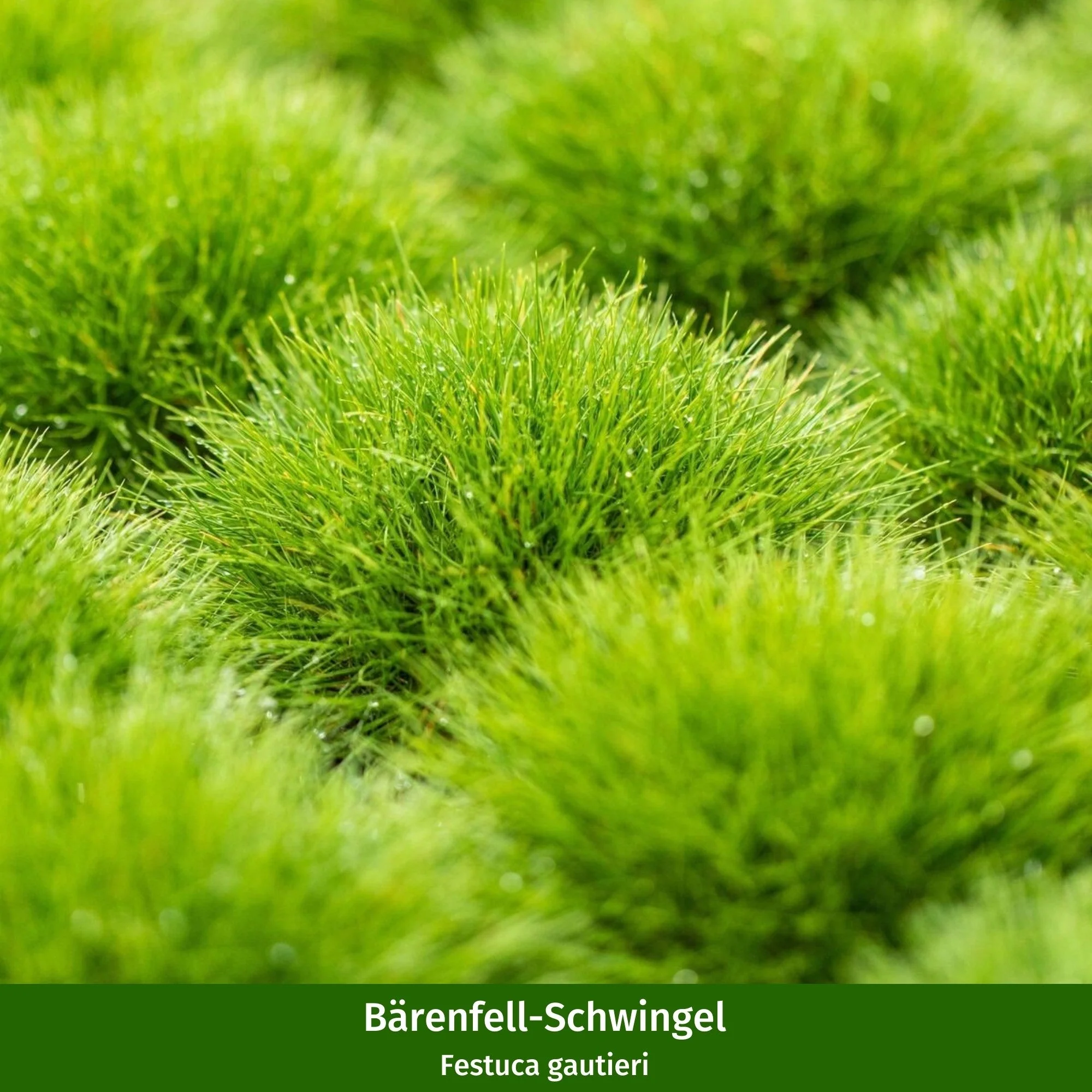 Pflanzen-Set "Pflegeleichter und sonnenliebender Steppengarten" - Image 7