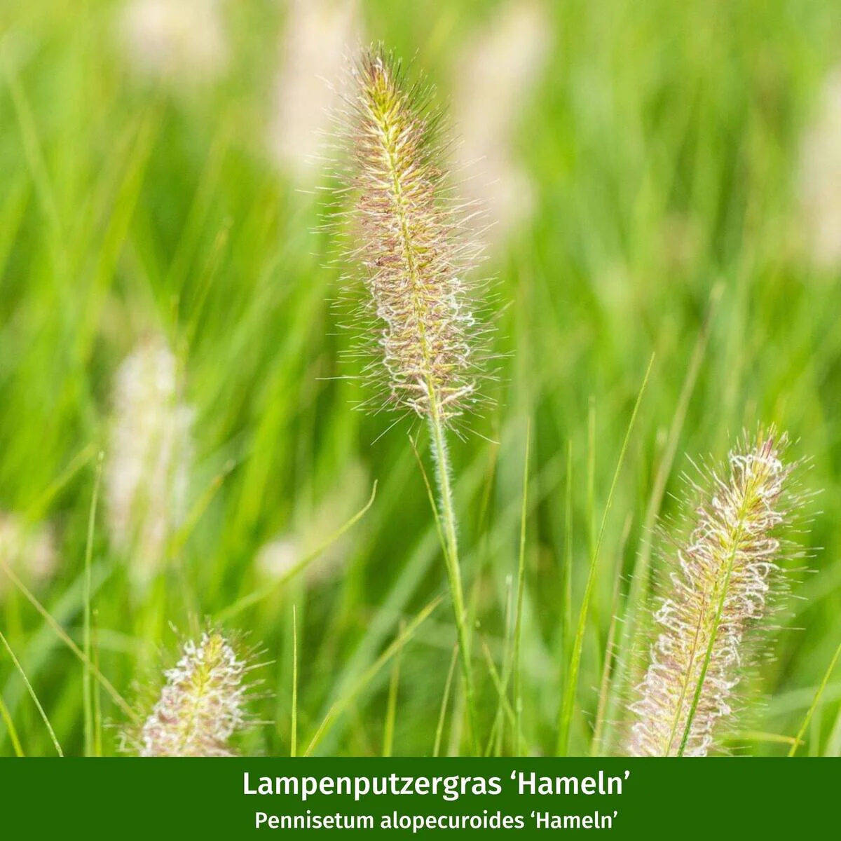 Pflanzen-Set "Pflegeleichter und sonnenliebender Steppengarten" - Image 9