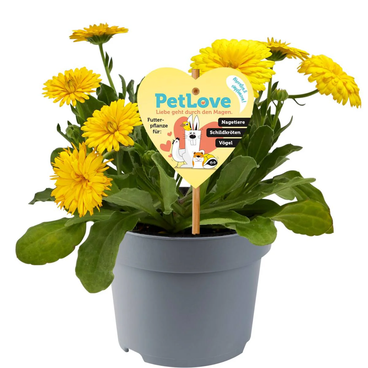 Pflanzen-Set "Schildkröten-Paradies" - Image 10