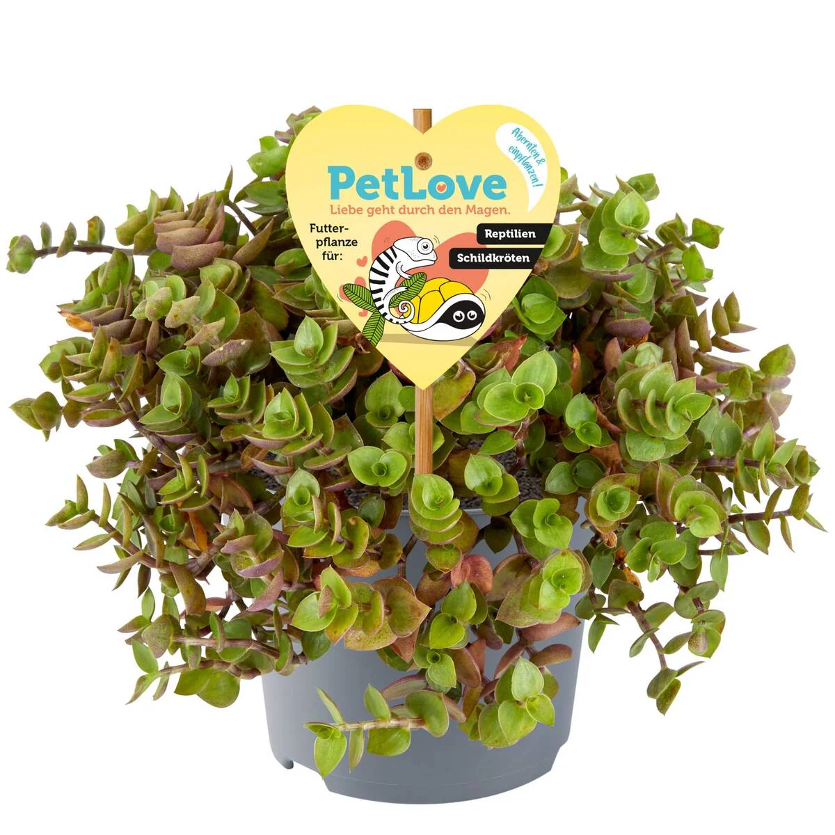 Pflanzen-Set "Schildkröten-Paradies" - Image 12