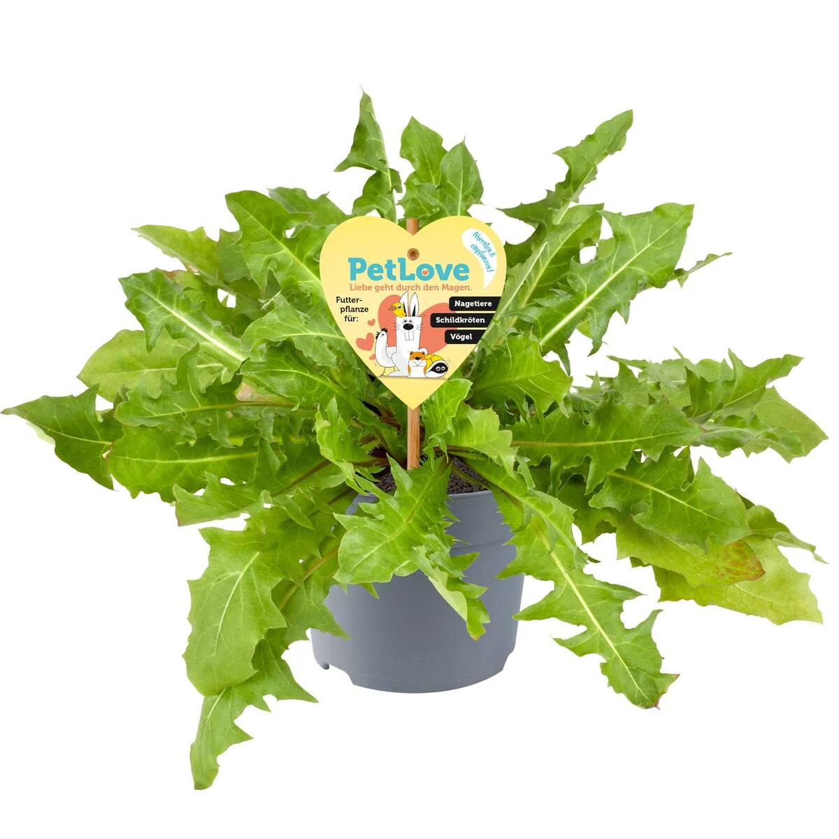 Pflanzen-Set "Schildkröten-Paradies" - Image 13