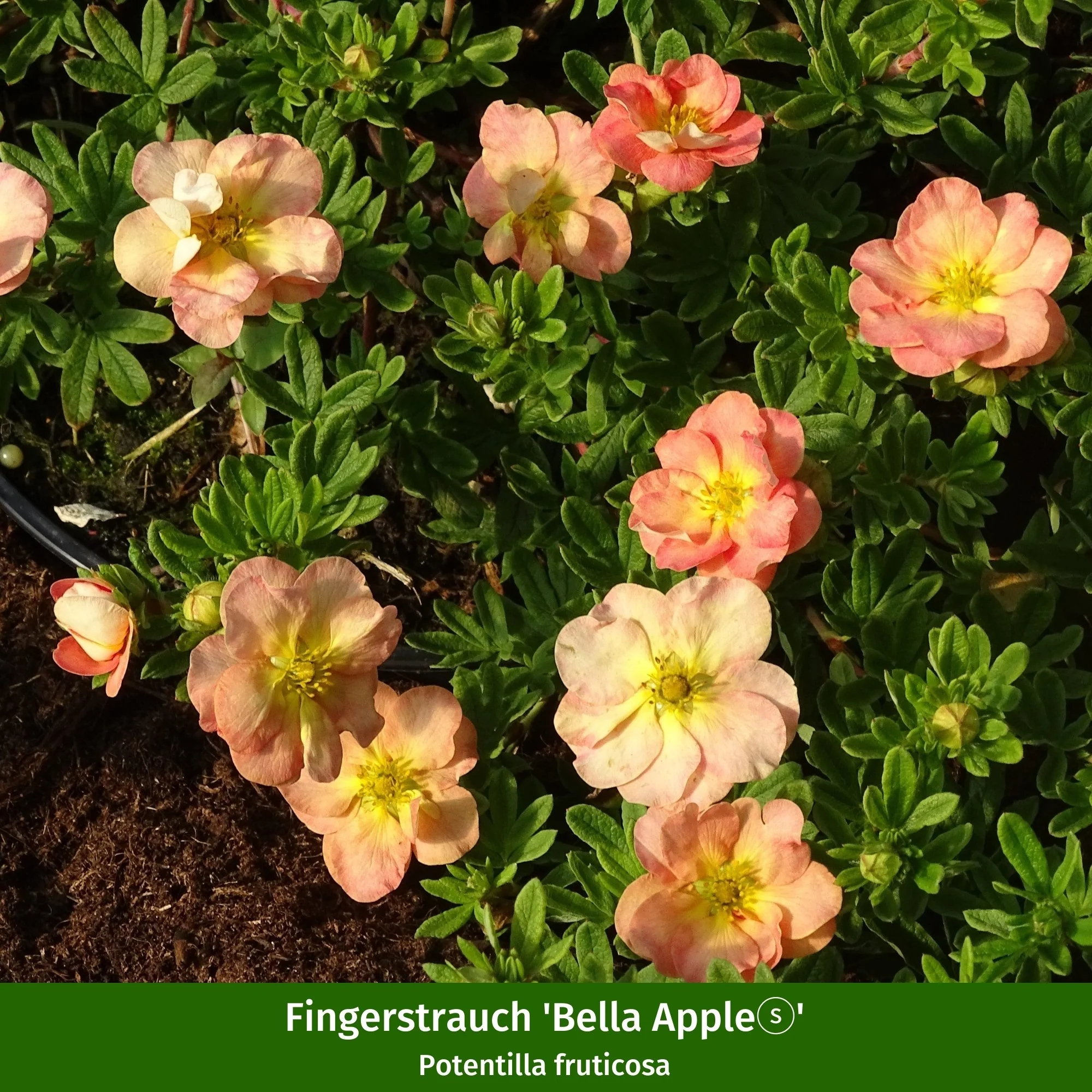 Pflanzen-Set "Summende Farbvielfalt" - Image 4