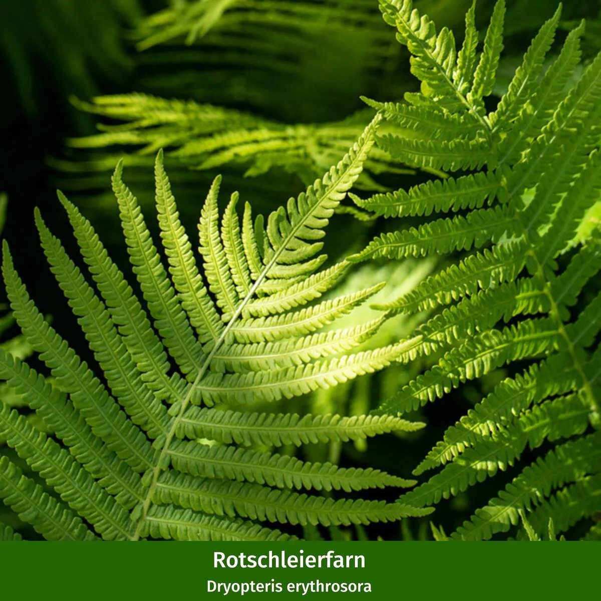 Pflanzen-Set “Vielfalt für halbschattige Gartenecken" - Image 11