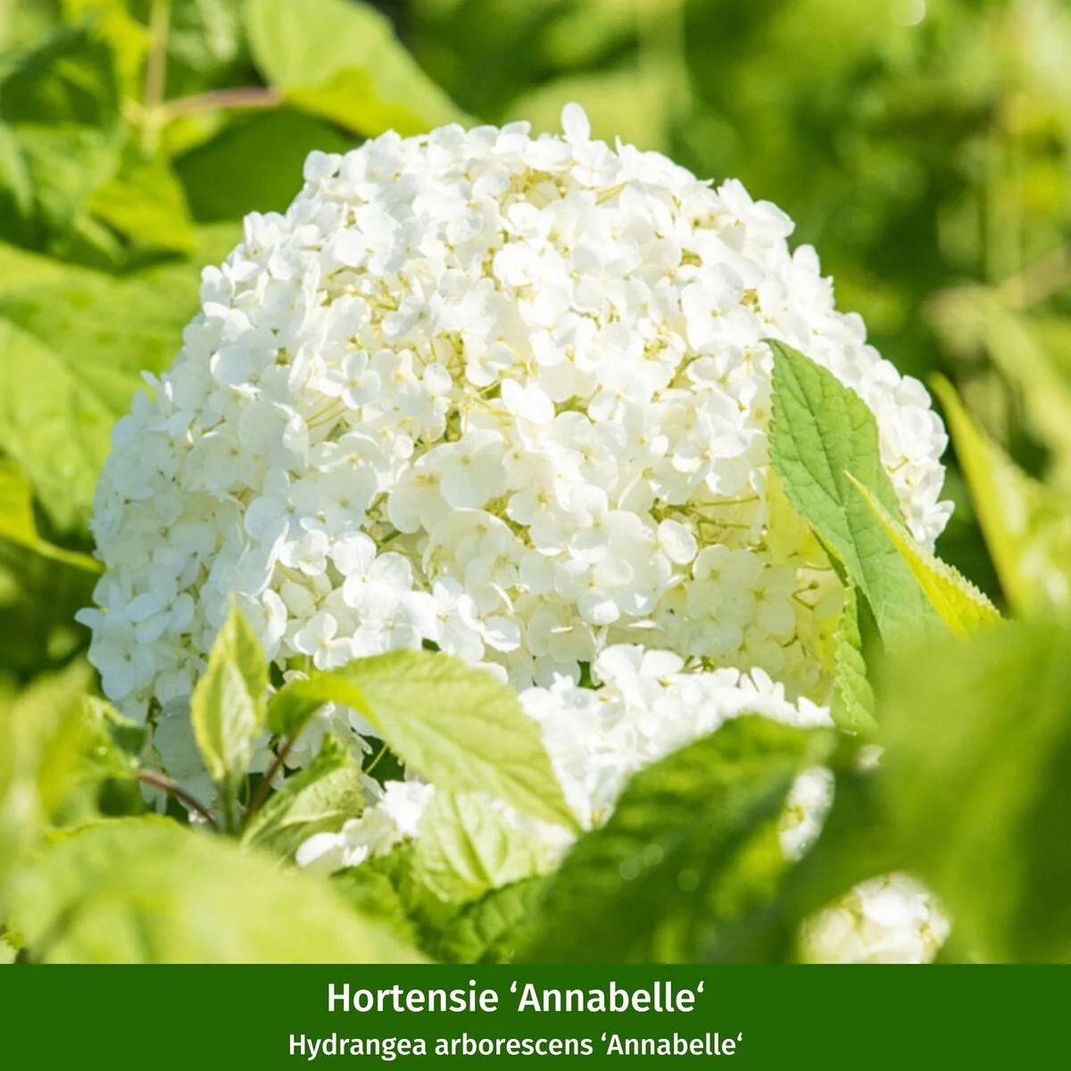 Pflanzen-Set “Vielfalt für halbschattige Gartenecken" - Image 6