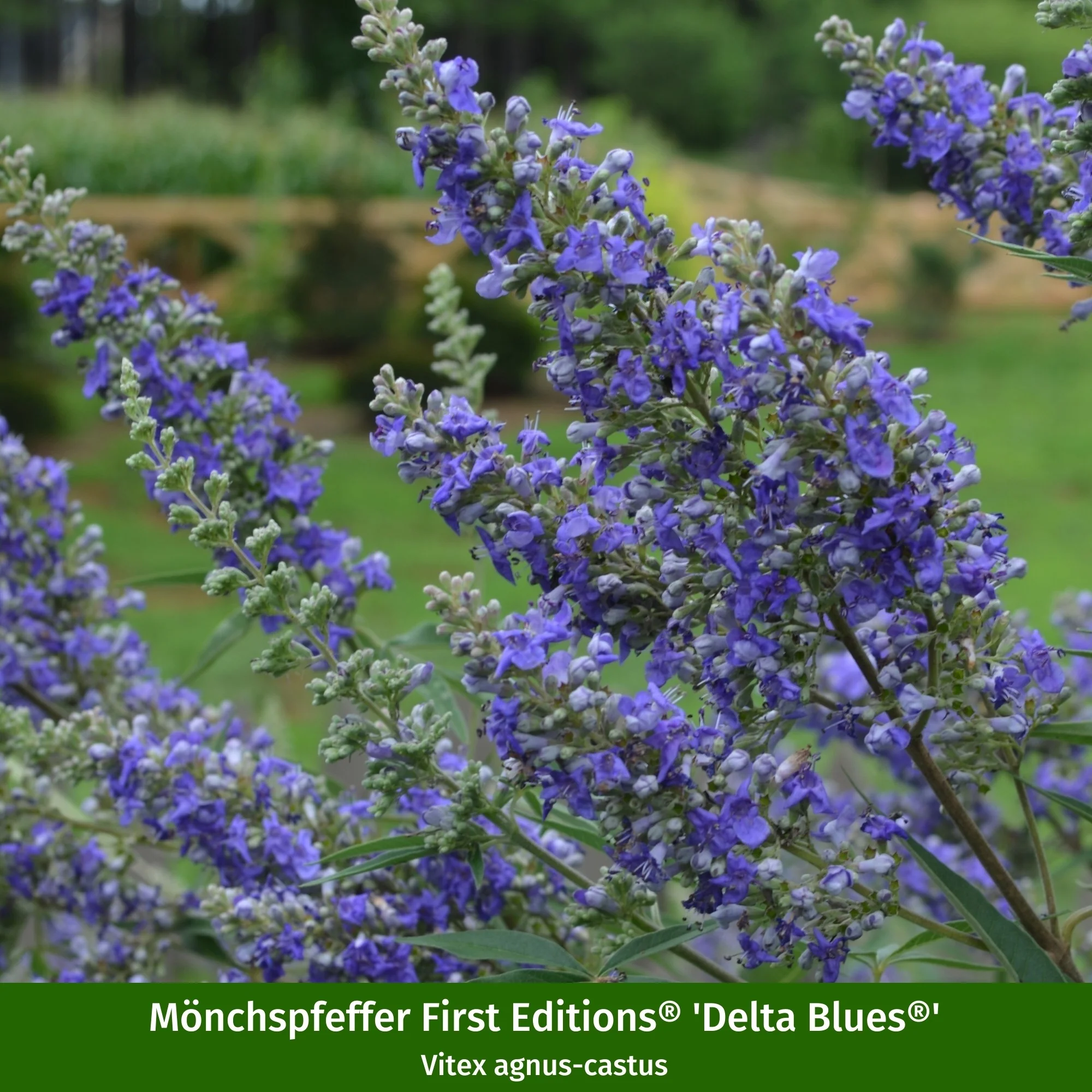 Pflanzen-Set "Vitex-Mix" - Image 3