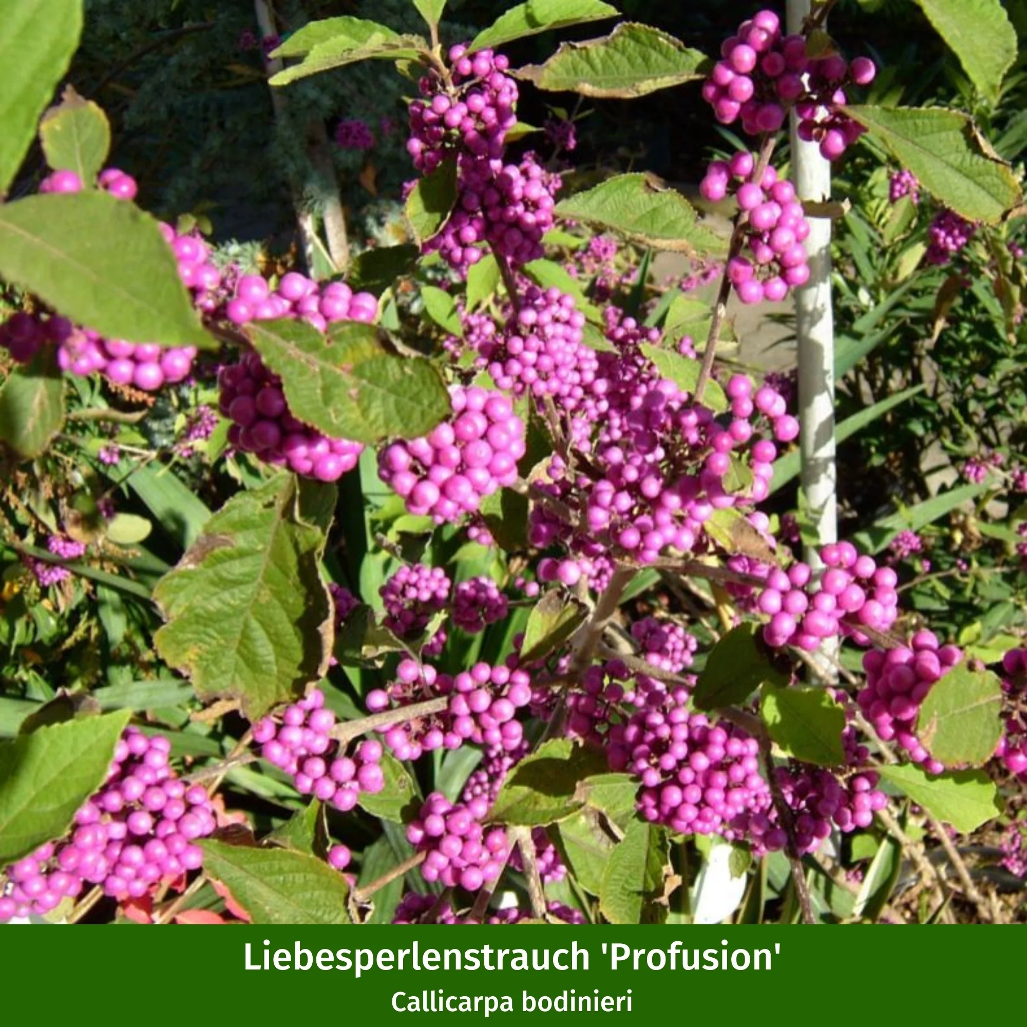 Pflanzen-Set "Vogelnährgehölze" - Image 8