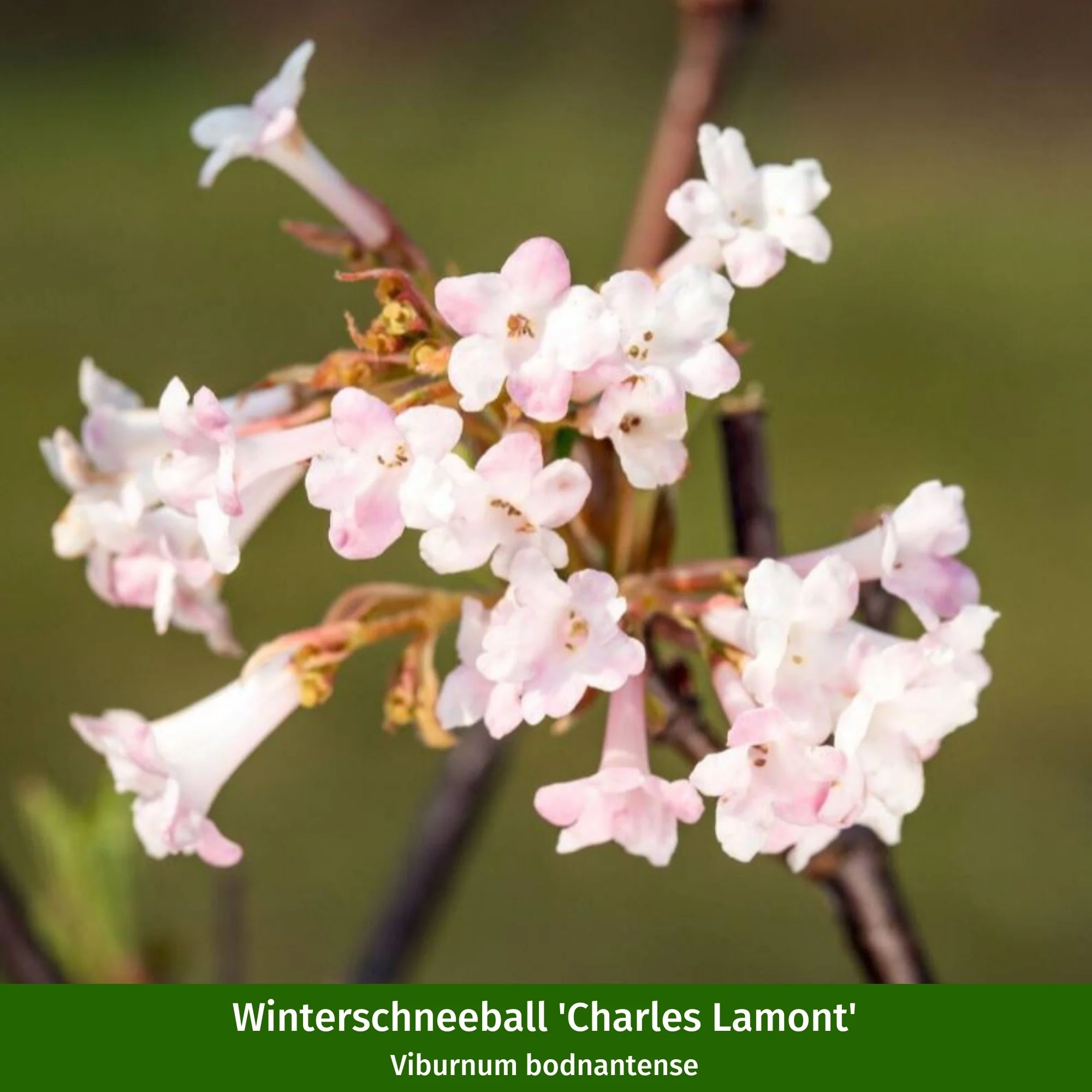 Pflanzen-Set "Vogelschutzhecke" - Image 9