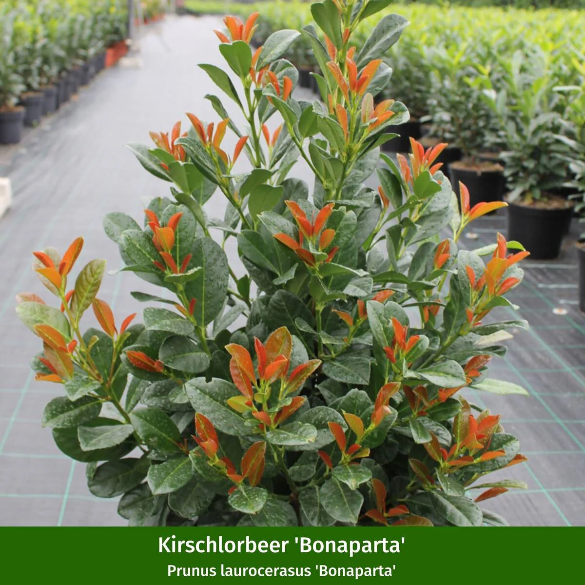 Pflanzen-Set “Wohlfühl-Garten“, 24 Pflanzen - Image 12