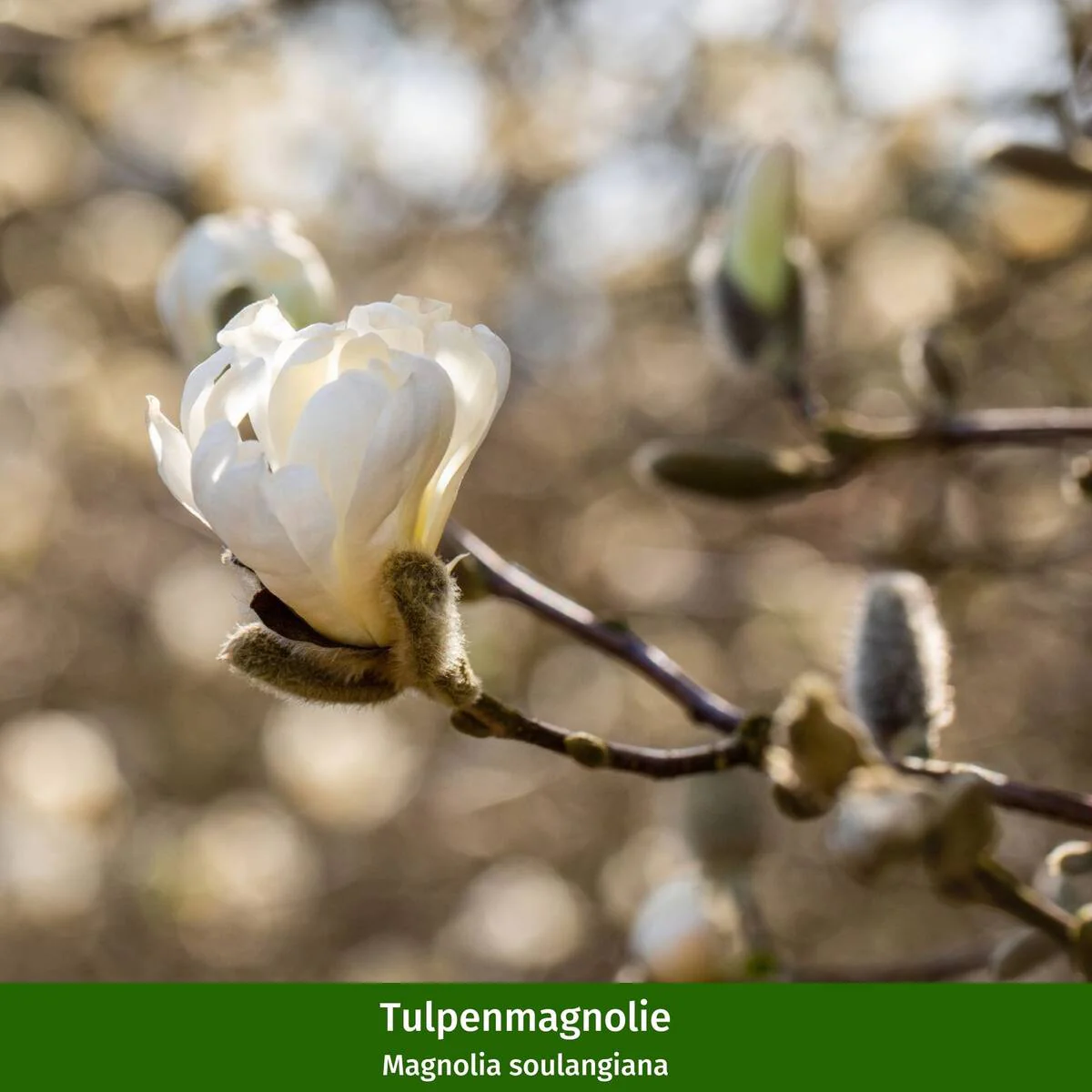 Pflanzen-Set “Wohlfühl-Garten“, 24 Pflanzen - Image 13