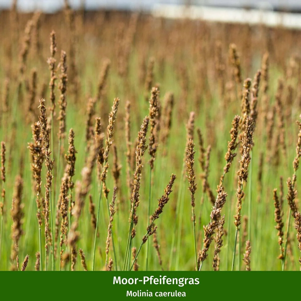 Pflegeleichte Ziergras-Kollektion - Image 4