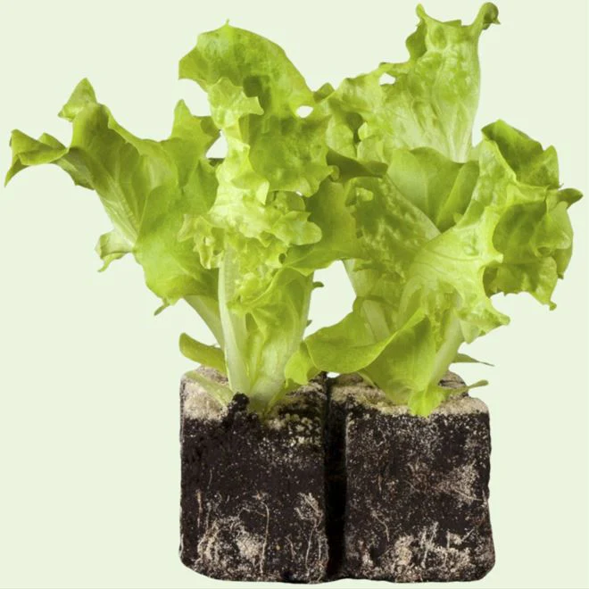 Pflücksalat-Mix 'Lollo Bionda' - Image 2