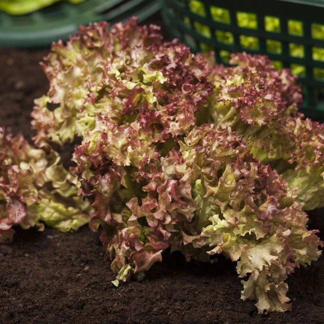 Pflücksalat-Mix 'Lollo Rossa' - Image 2