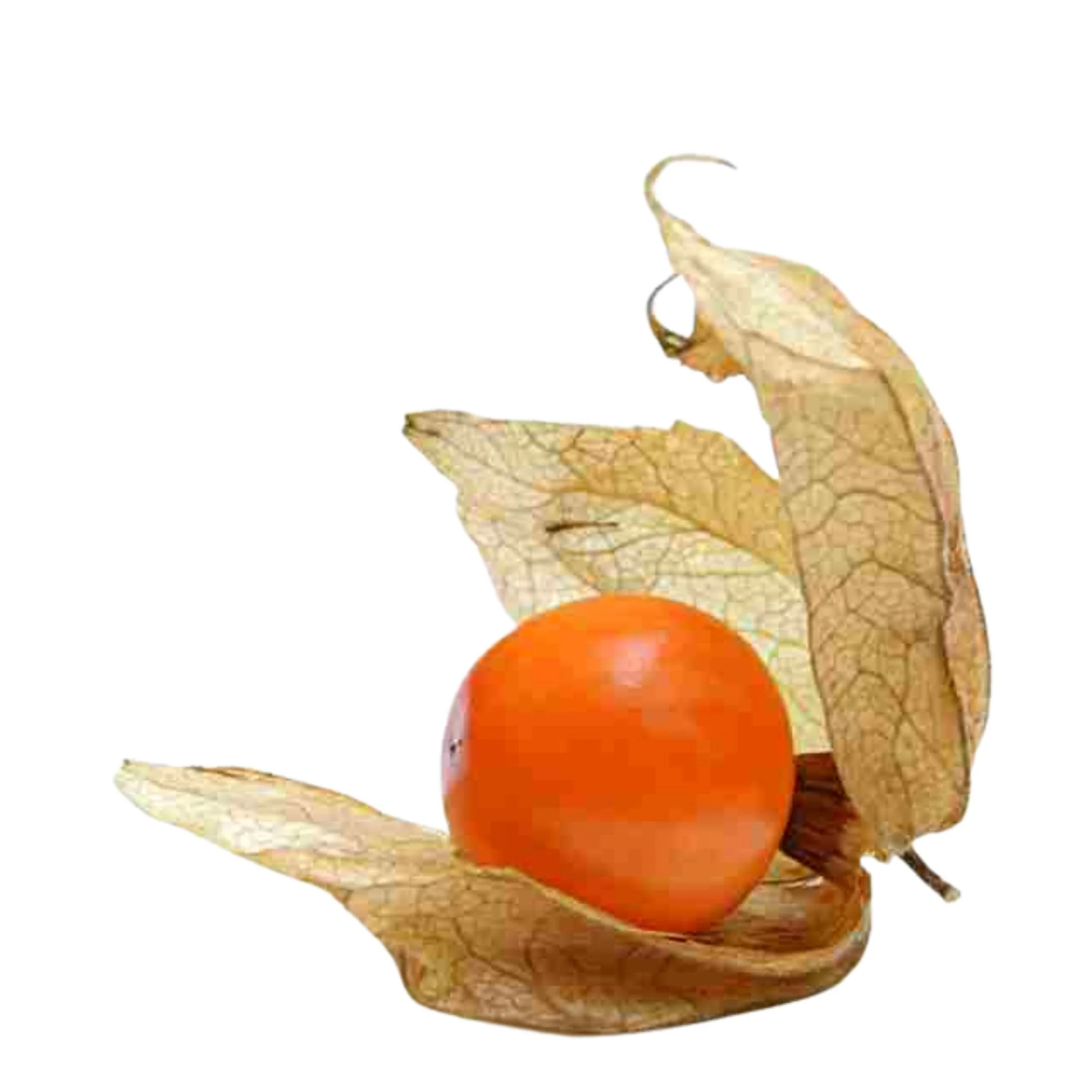 Physalis 'Preciosa' - Image 3