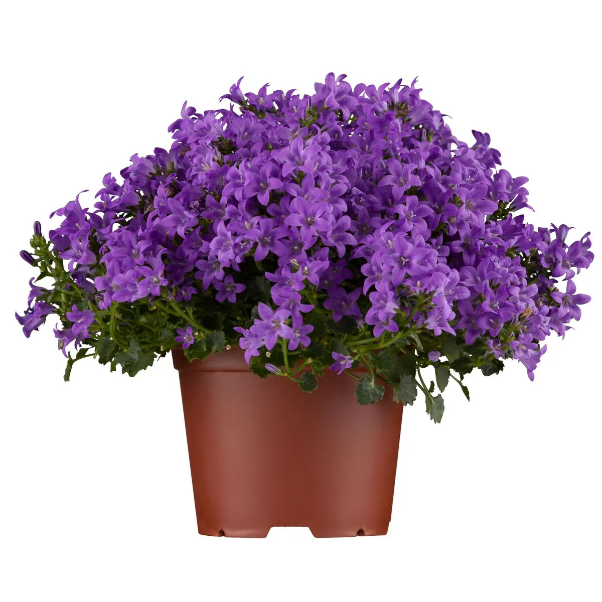 Polster-Glockenblume - Image 2