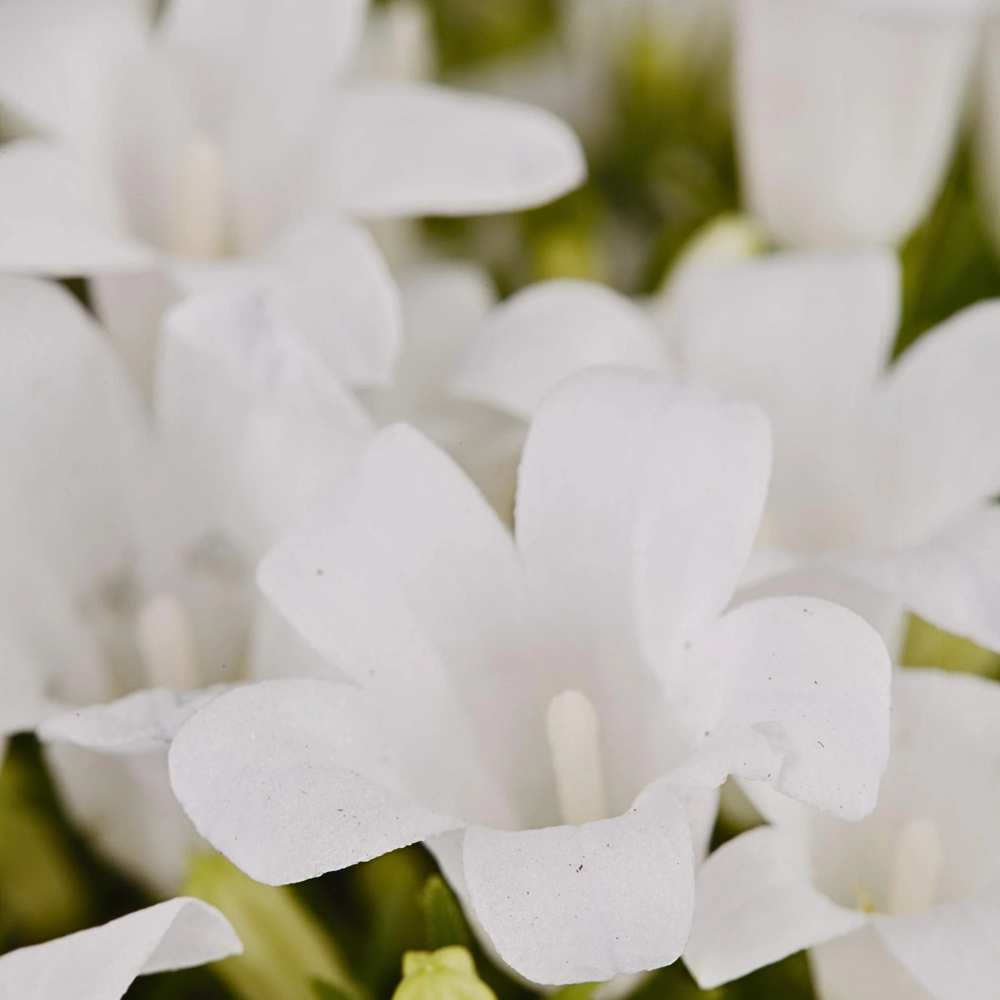 Polster-Glockenblume - Image 4
