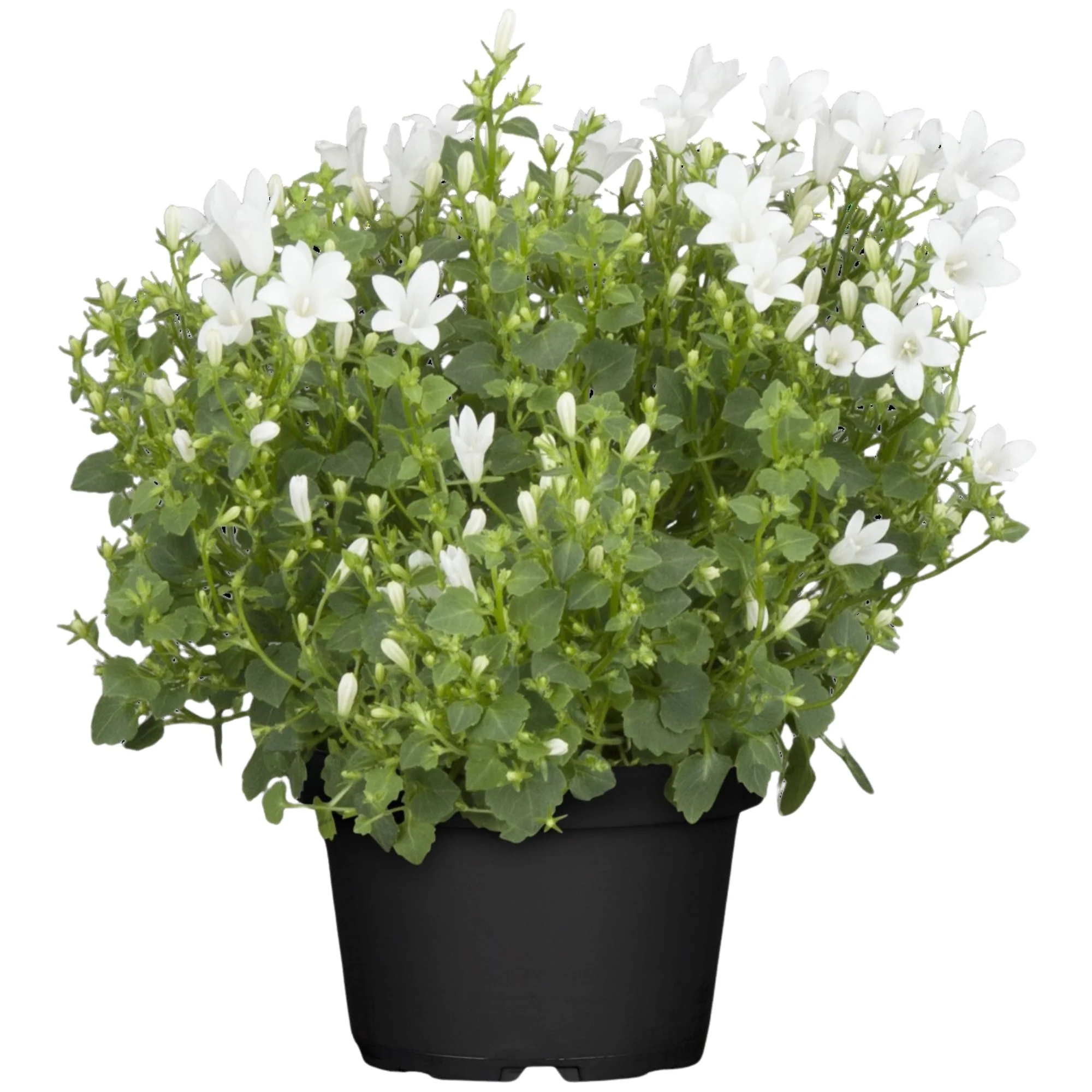 Polster-Glockenblume - Image 5