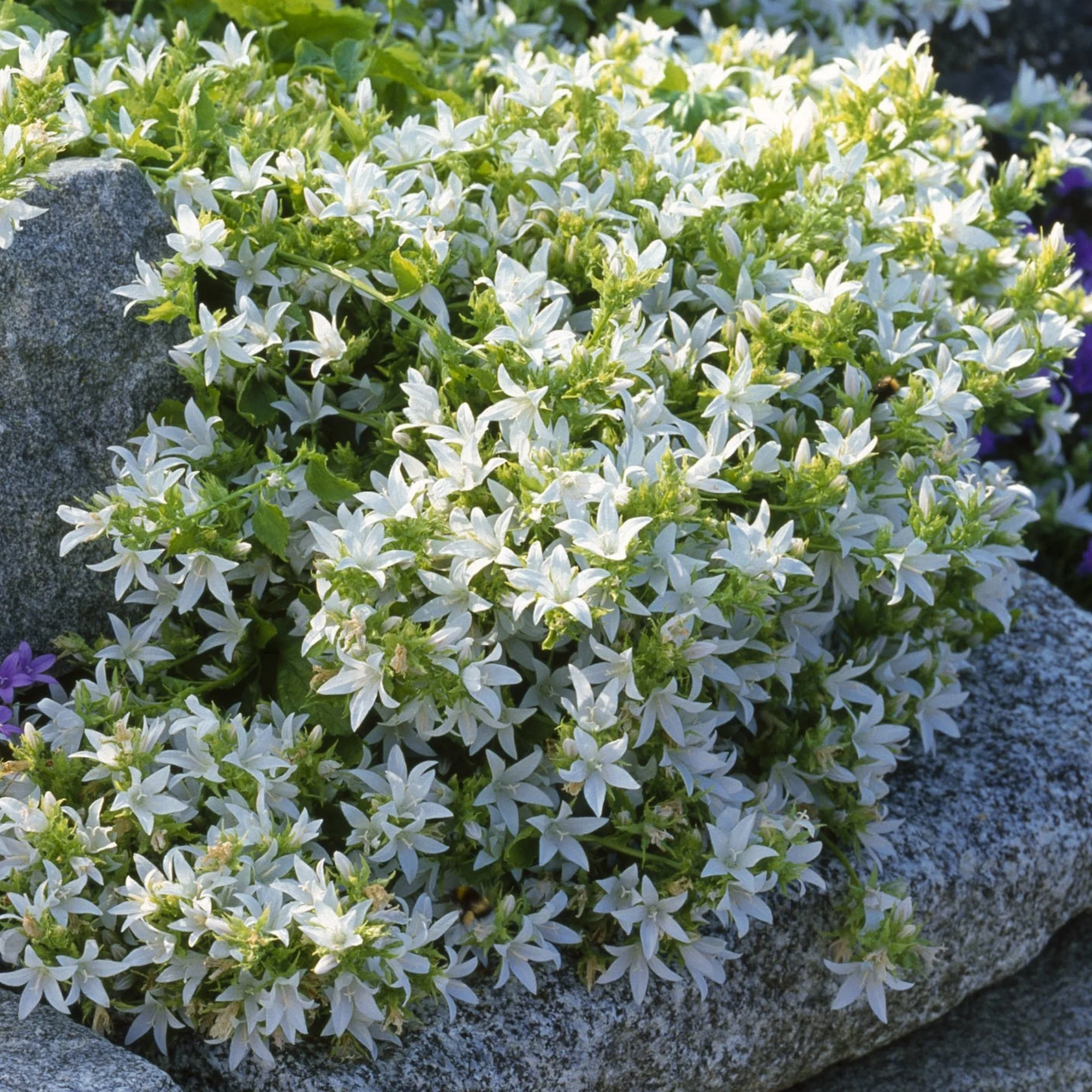 Polster-Glockenblume - Image 6