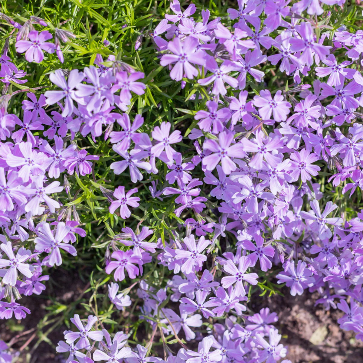 Polster-Phlox 'Purple Beauty'