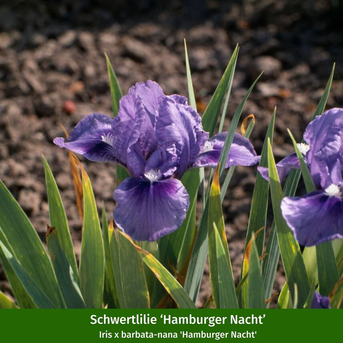 Polster-Staudenbeet "Buntes Farbenmeer" - Image 4