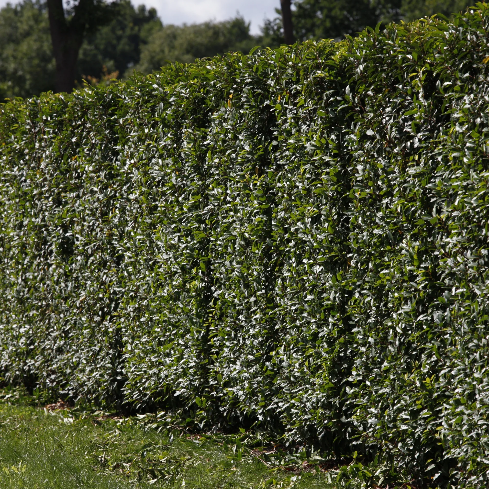Portugiesischer Kirschlorbeer 'Angustifolia', ca. 25 - 30 cm, 2 m Hecke