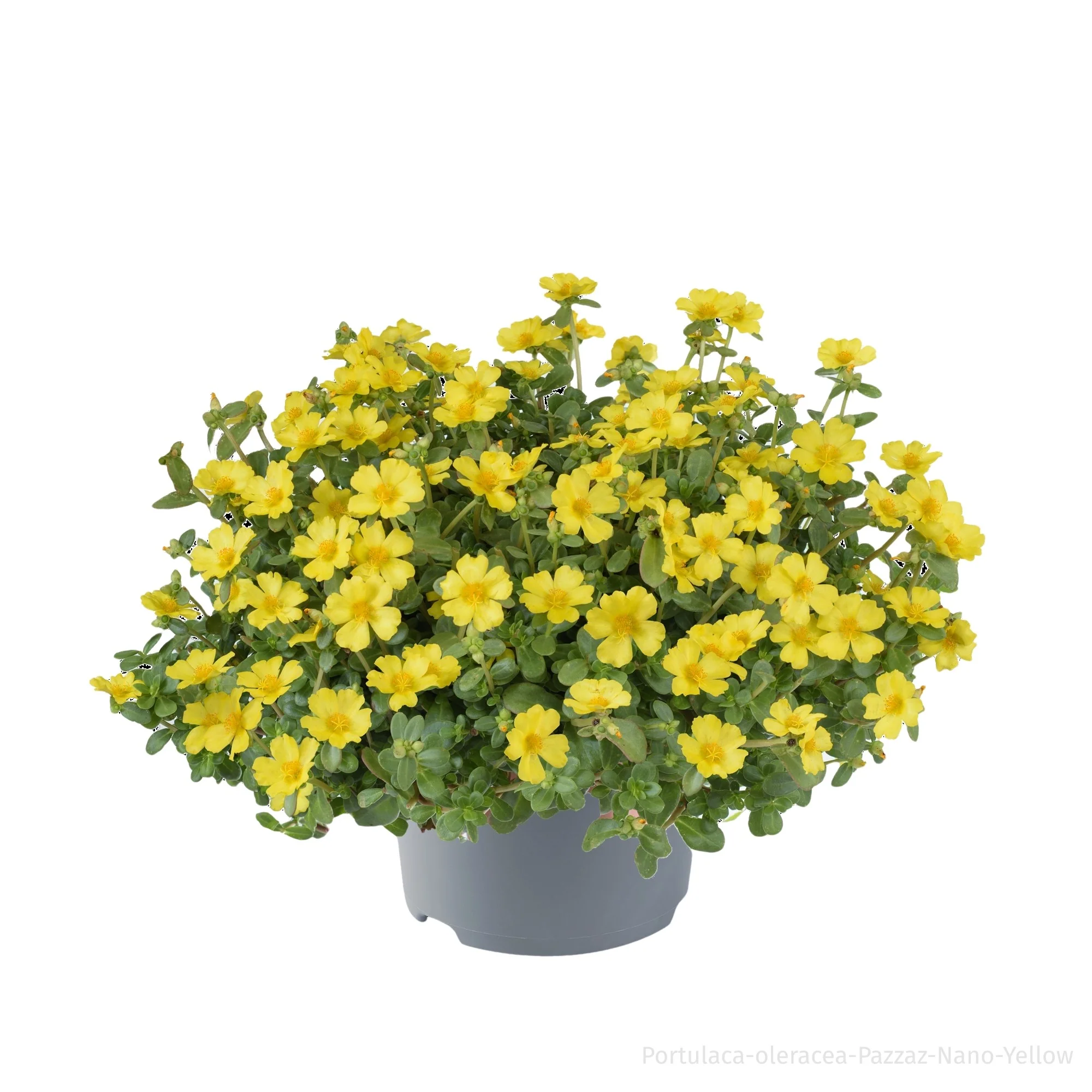 Portulakröschen - Image 3