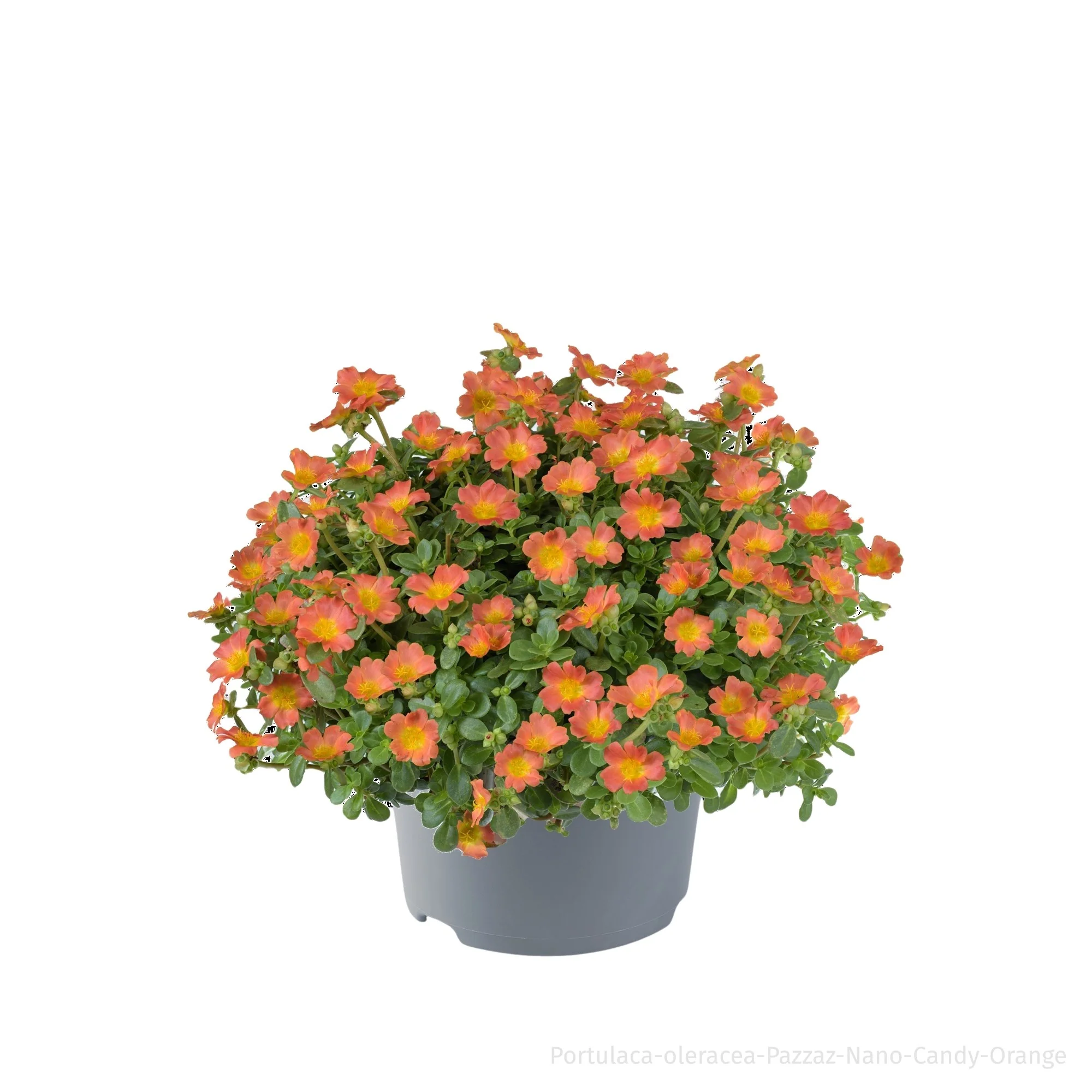 Portulakröschen - Image 6