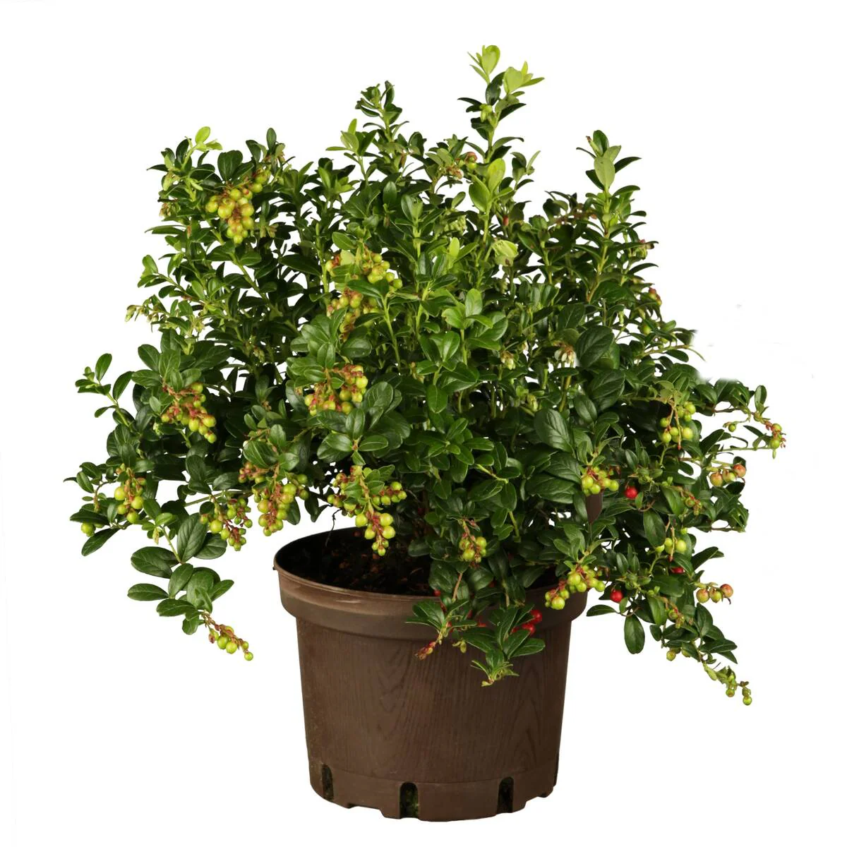 Preiselbeere - Image 2