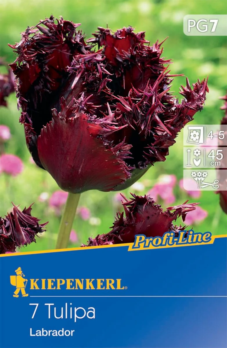 Profi-Line Gefranste Tulpe 'Labrador', 7 Zwiebeln