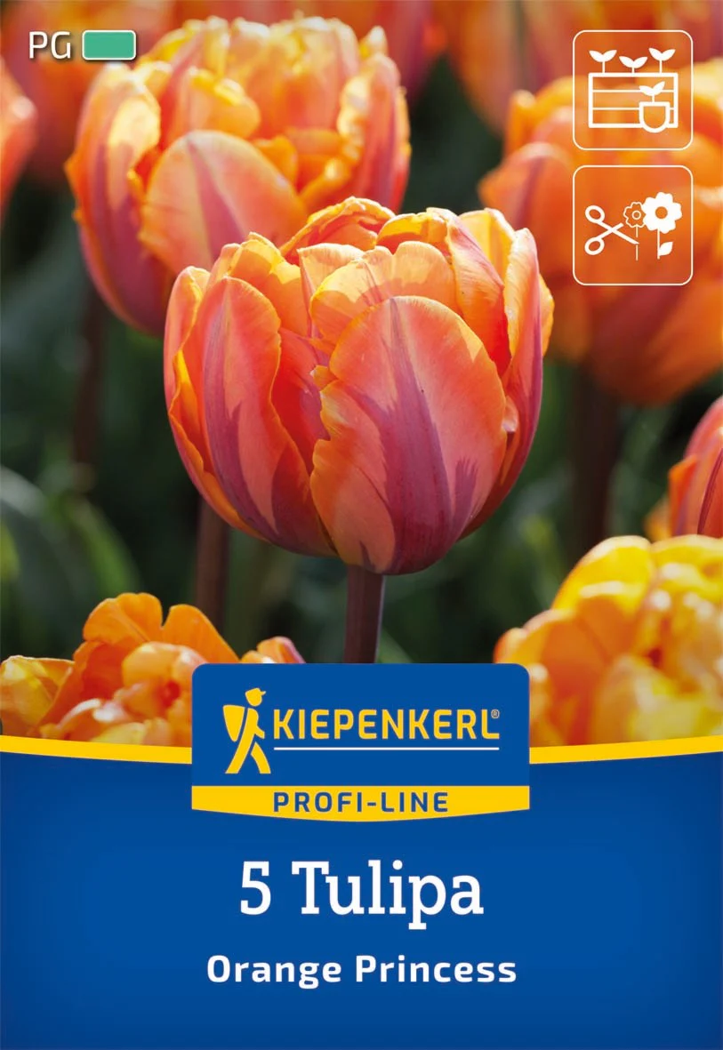 Profi-Line Gefüllte späte Tulpe 'Orange Princess', 5 Zwiebeln