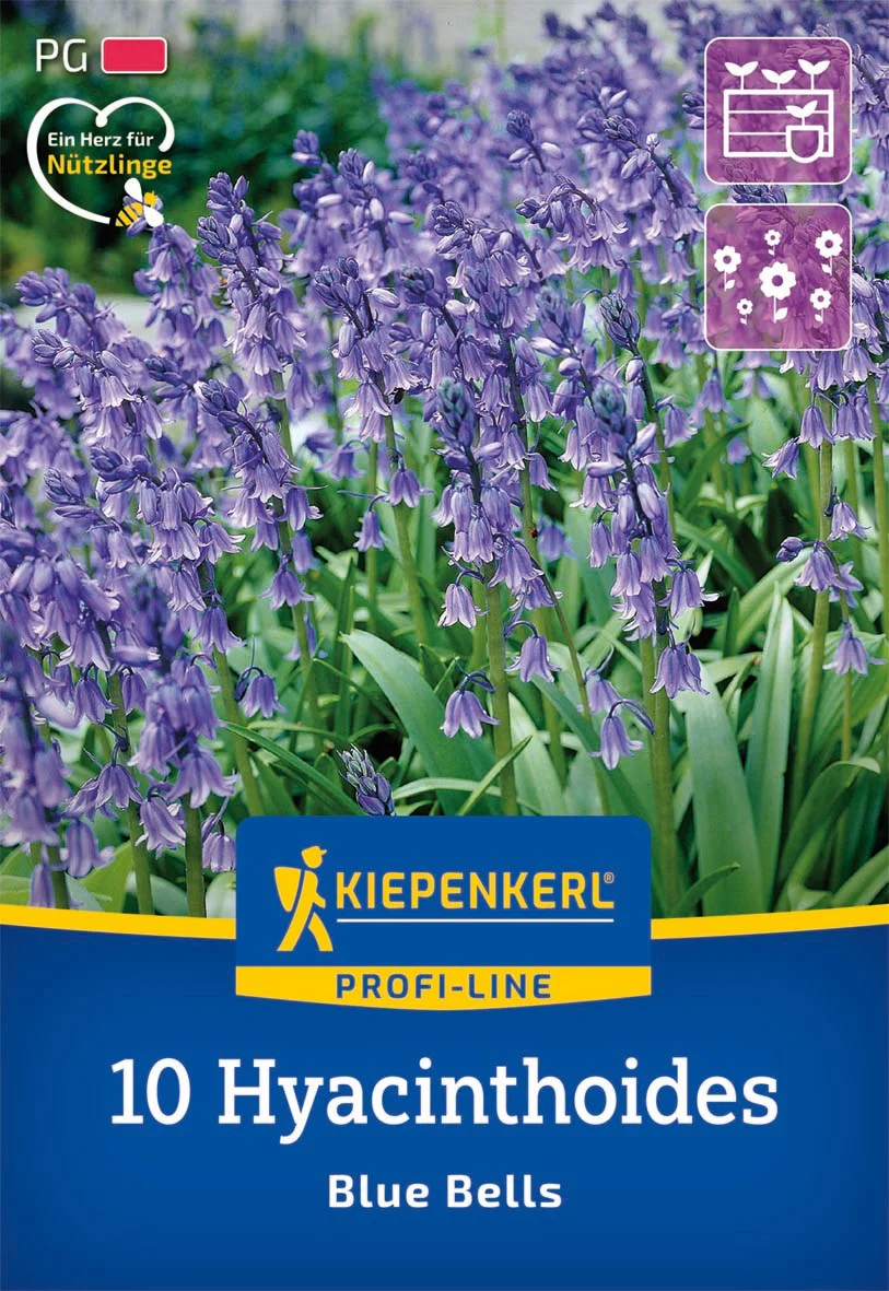 Profi-Line Hasenglöckchen 'Blue Bells', 10 Zwiebeln