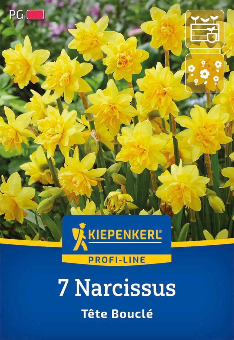 Profi-Line Narzisse 'Tête Bouclé', 7 Zwiebeln