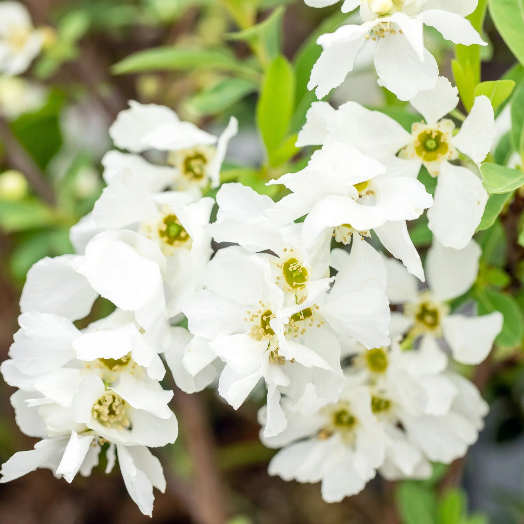 Prunkspiere 'Niagara'