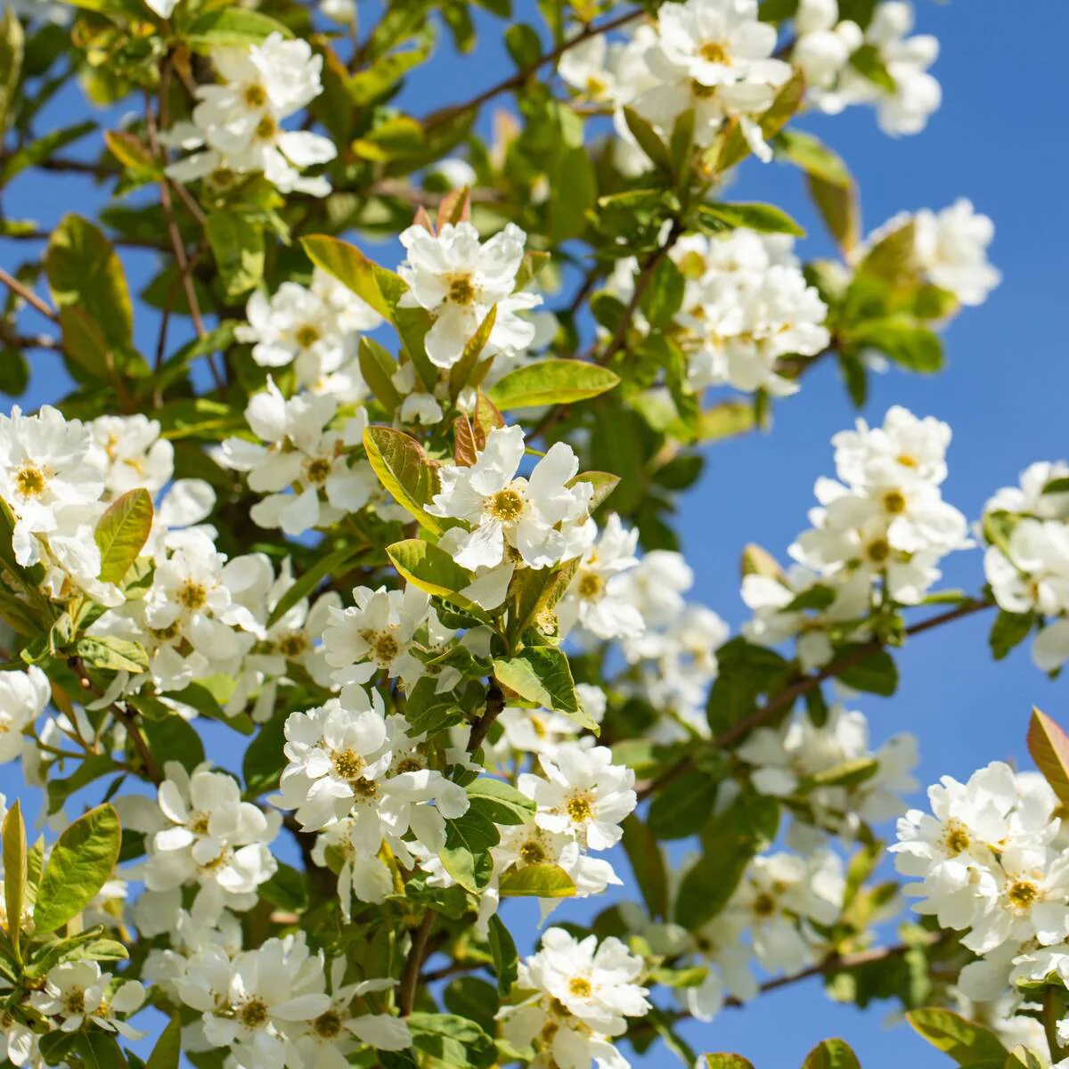 Prunkspiere 'Snow White'
