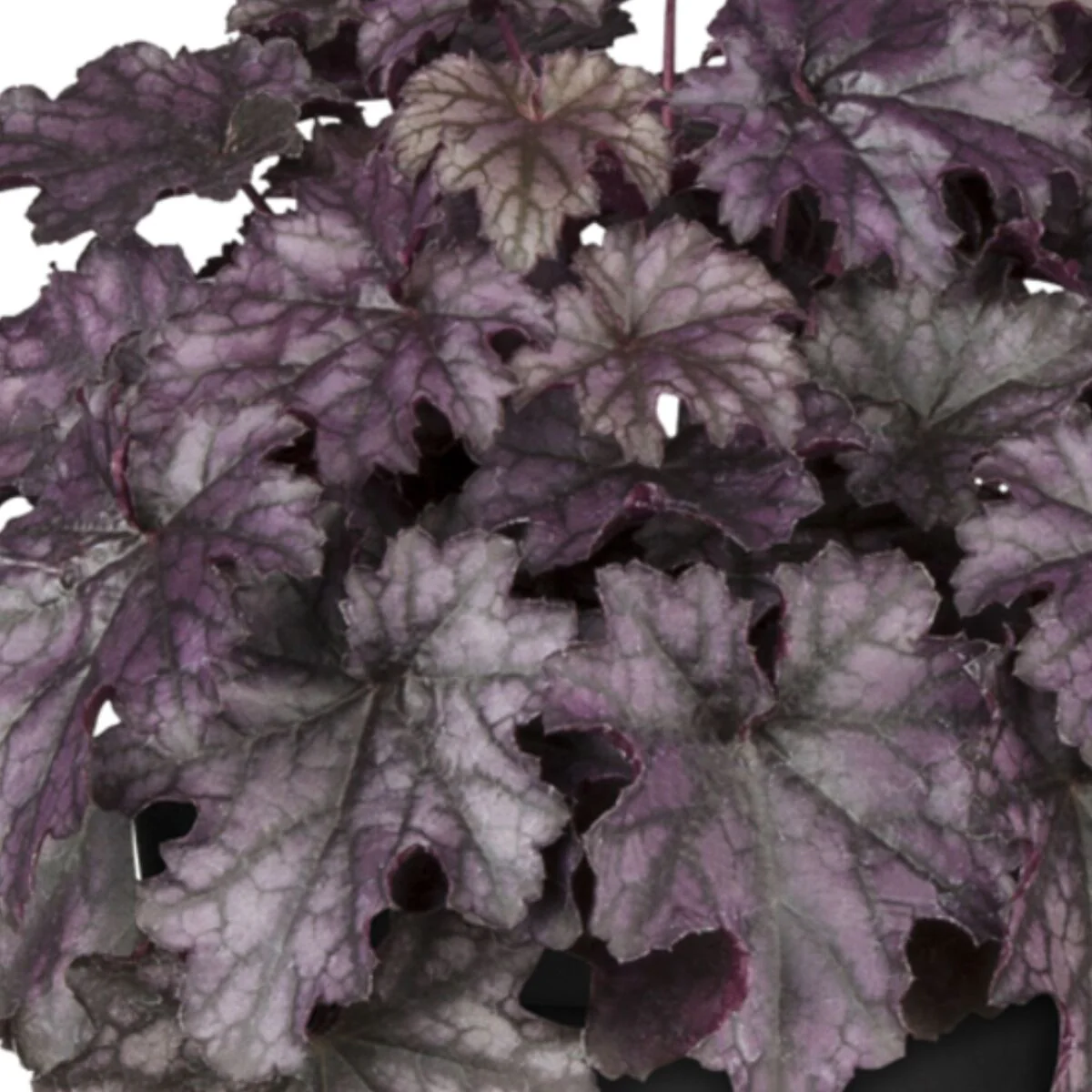 Purpurglöckchen 'Blackberry Jam'