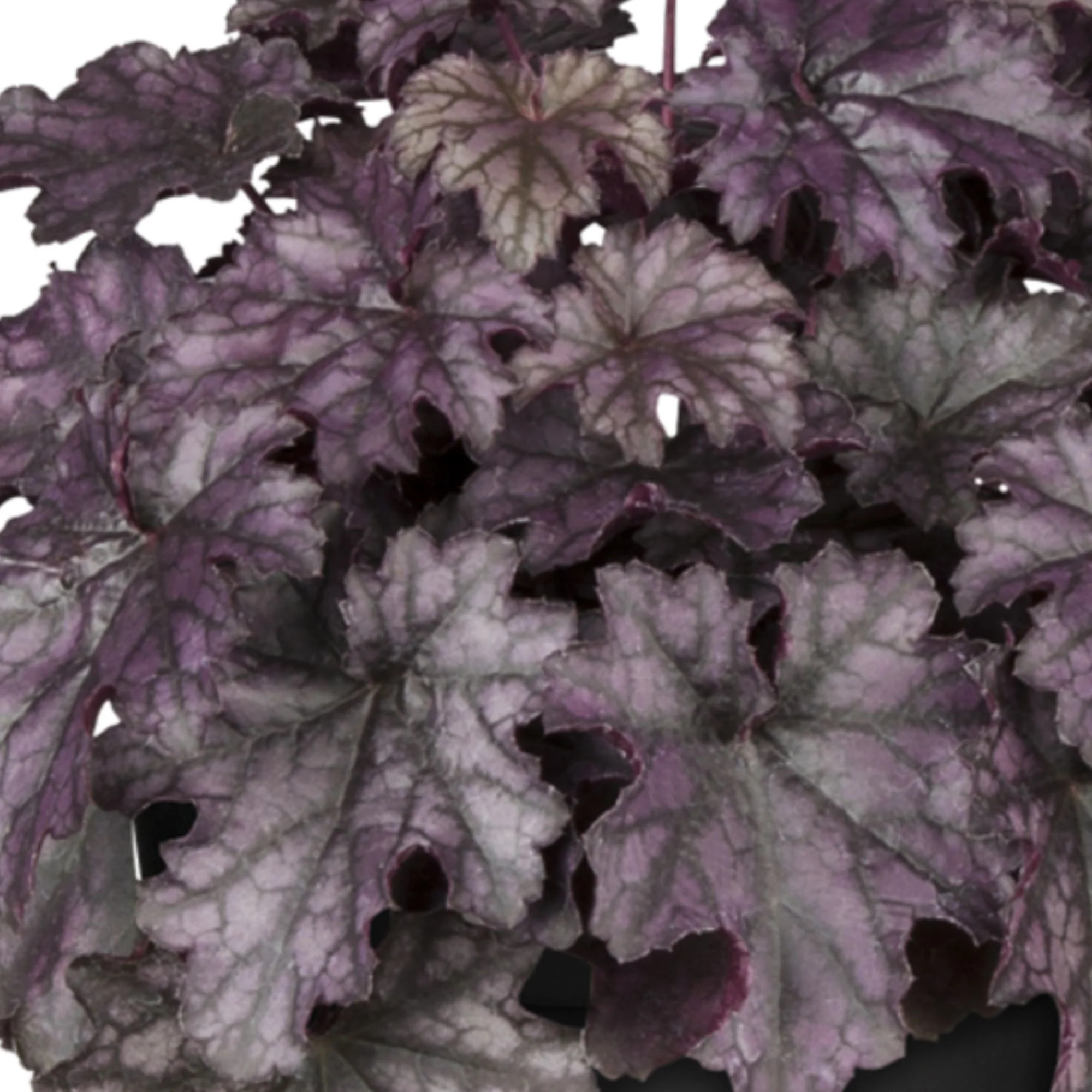 Purpurglöckchen 'Blackberry Jam' - Image 2