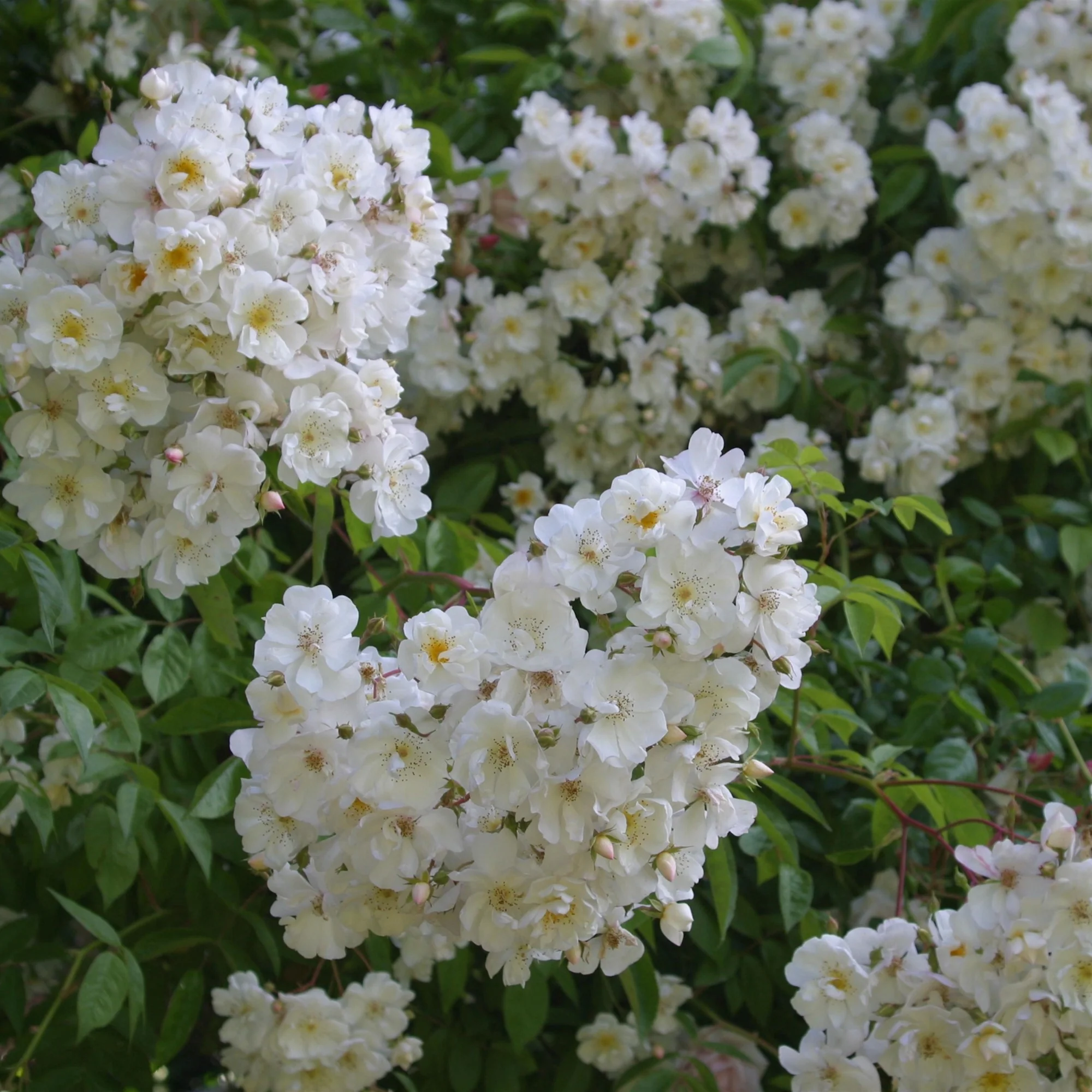 Ramblerrose 'Bobby James' - Image 3
