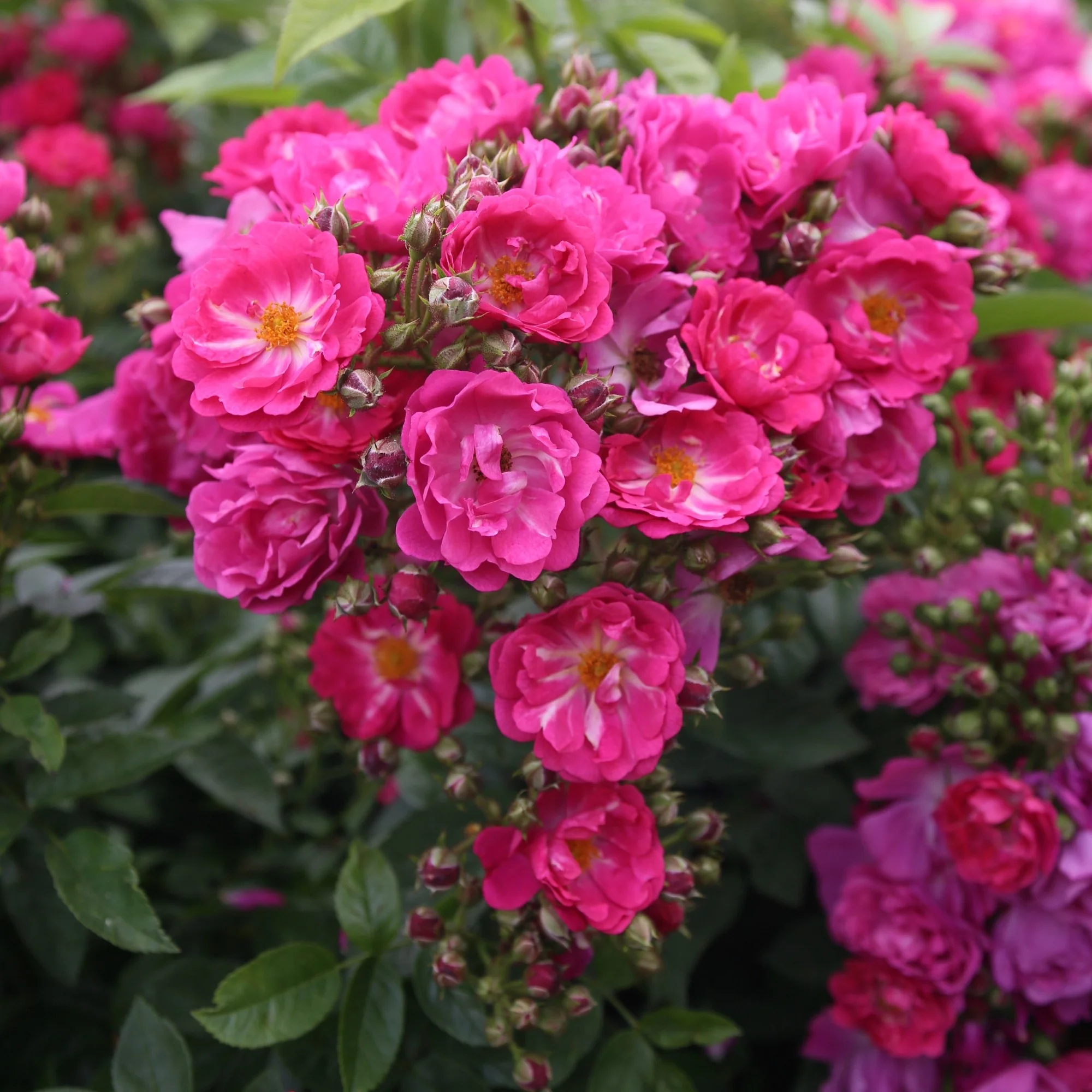 Ramblerrose 'Perfumy Siluetta®'