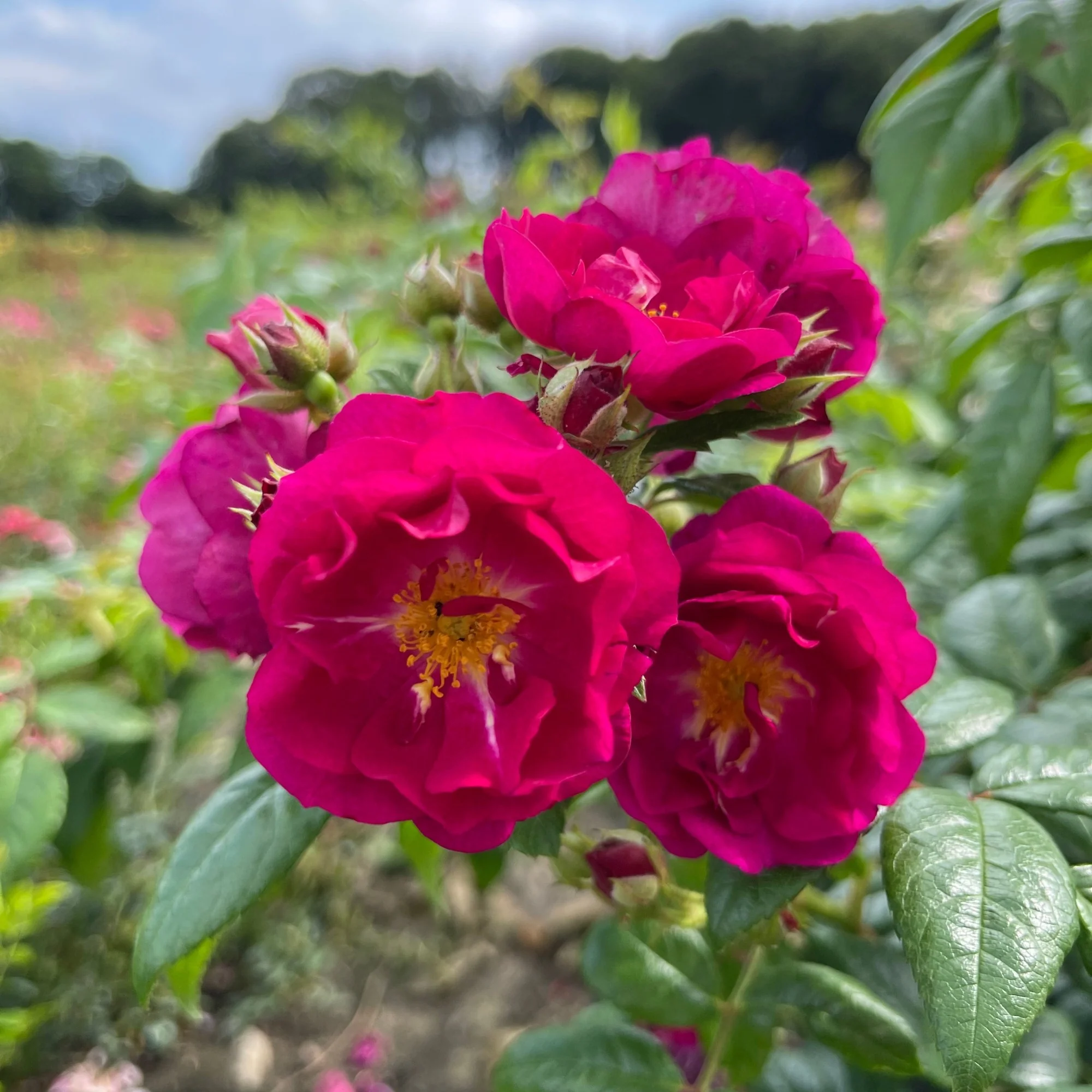 Ramblerrose 'Purple Siluetta®'