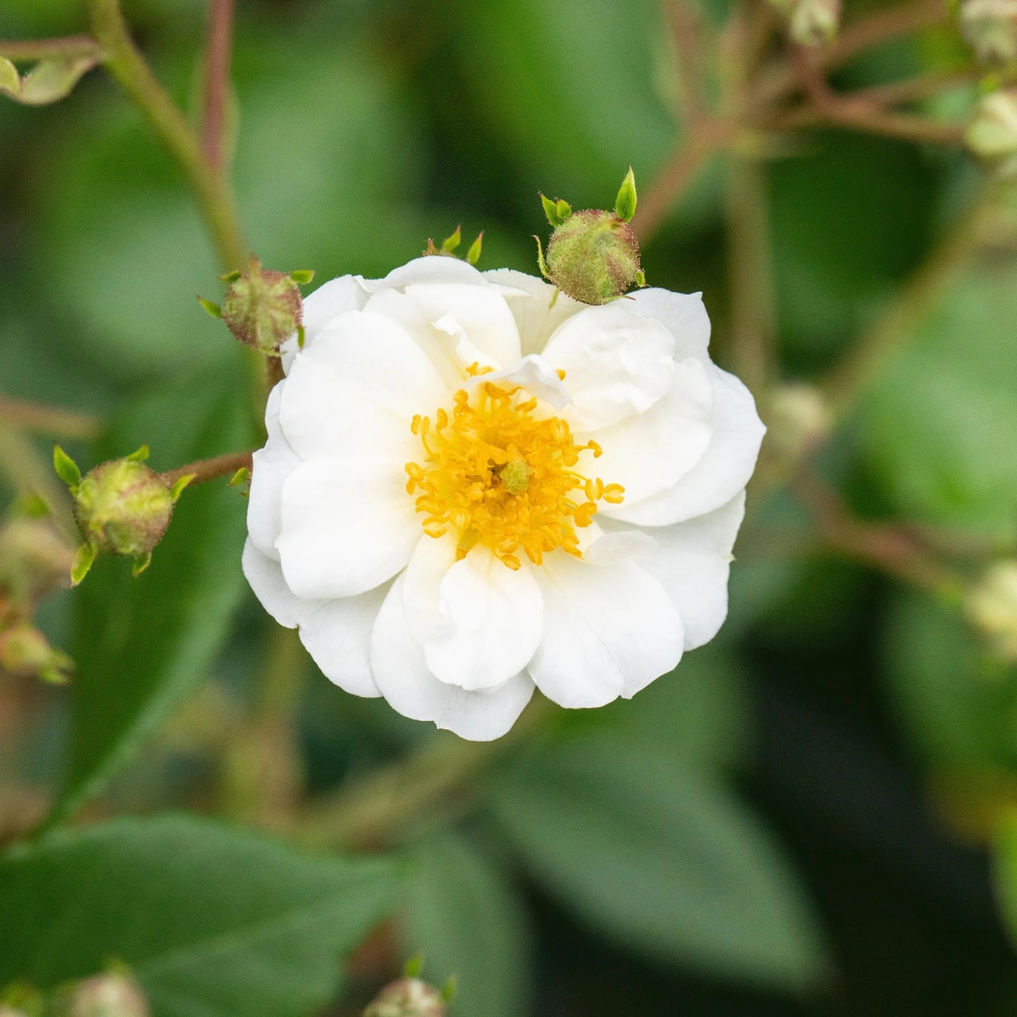Ramblerrose 'Rambling Rector'