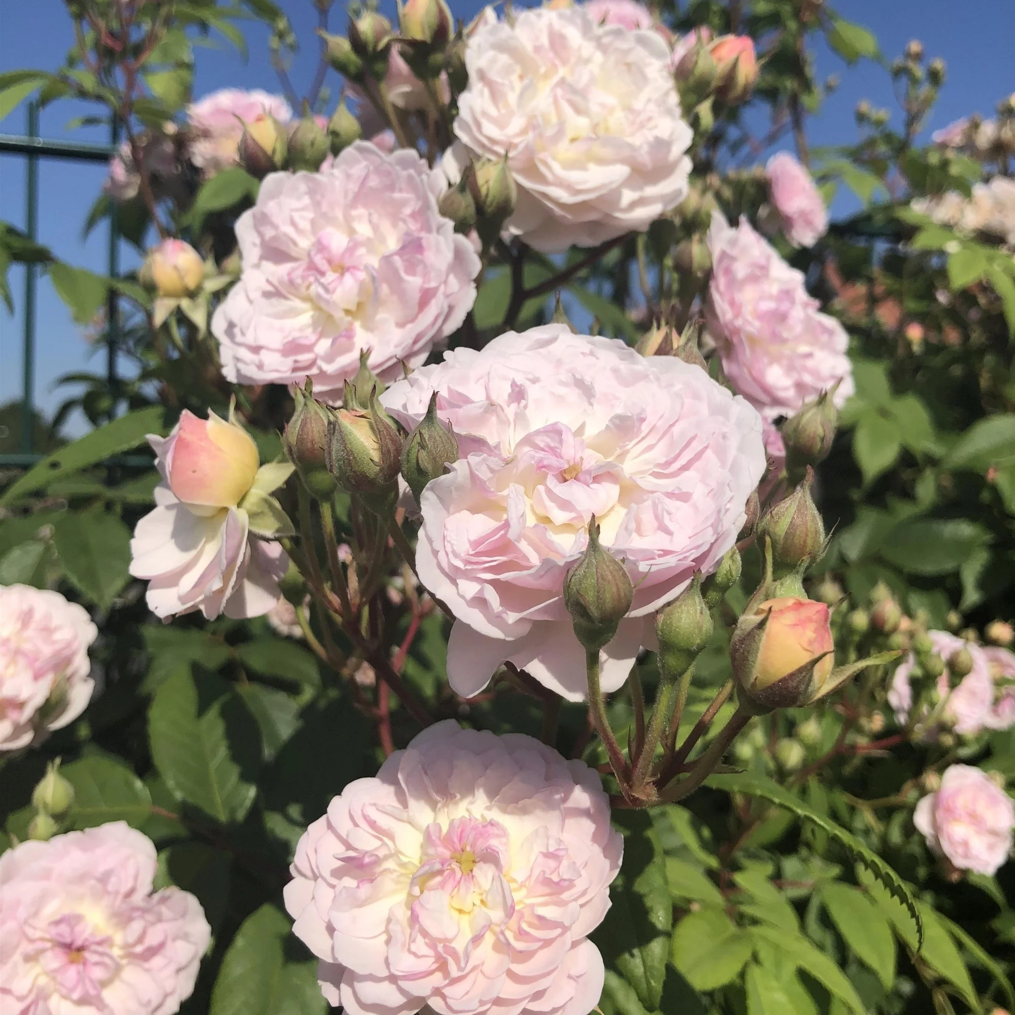 Ramblerrose 'Romantic Siluetta®'