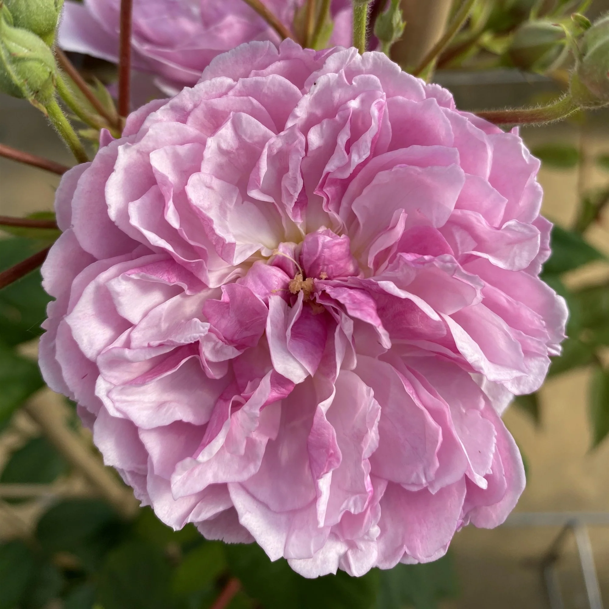 Ramblerrose 'Romantic Siluetta®' - Image 2