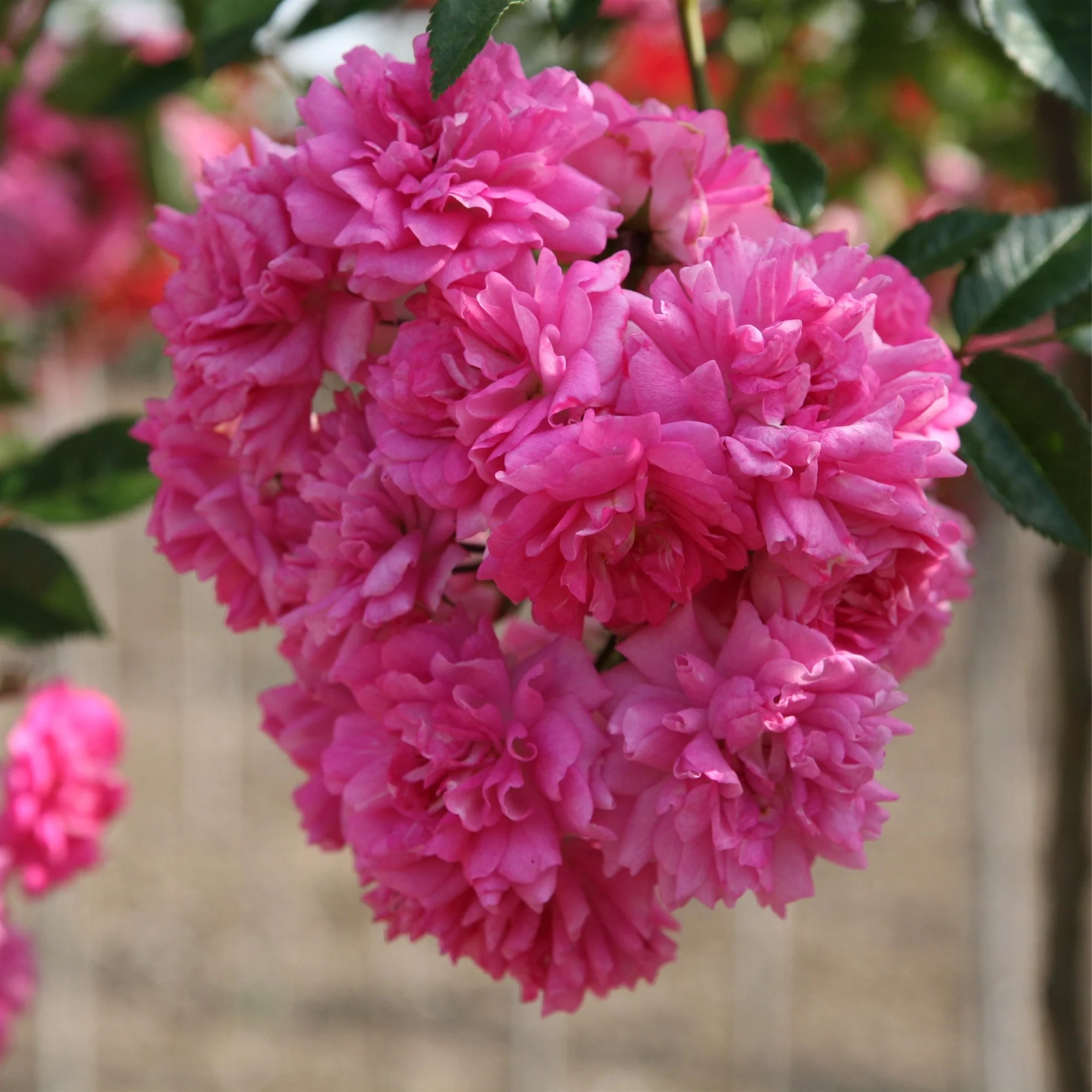 Ramblerrose 'Super Dorothy' - Image 2