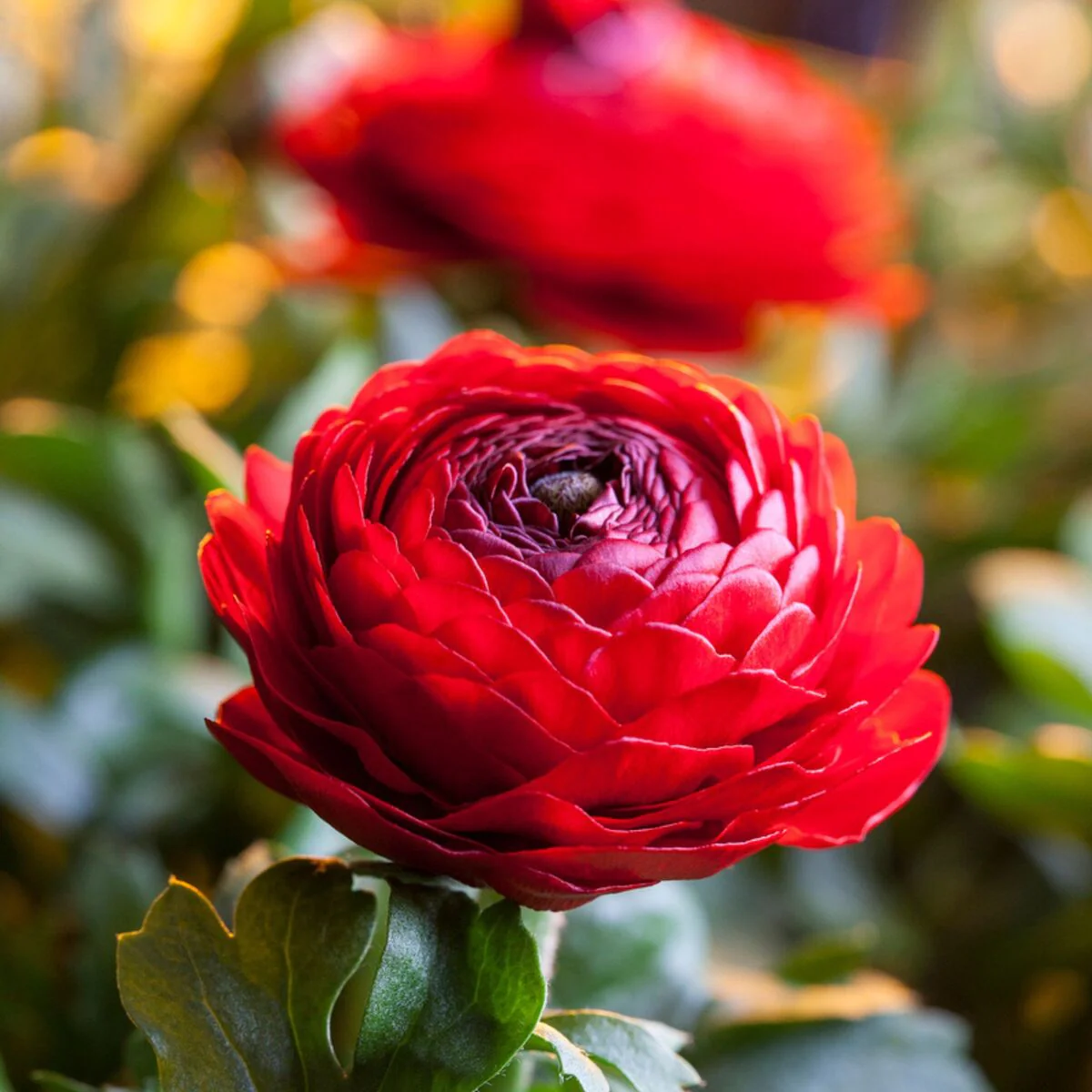 Ranunkel - Image 3