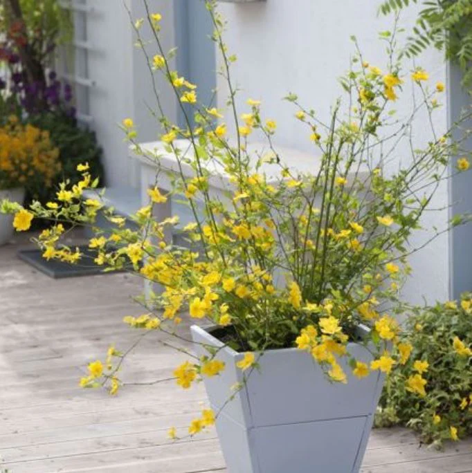 Ranunkelstrauch 'Golden Guinea'