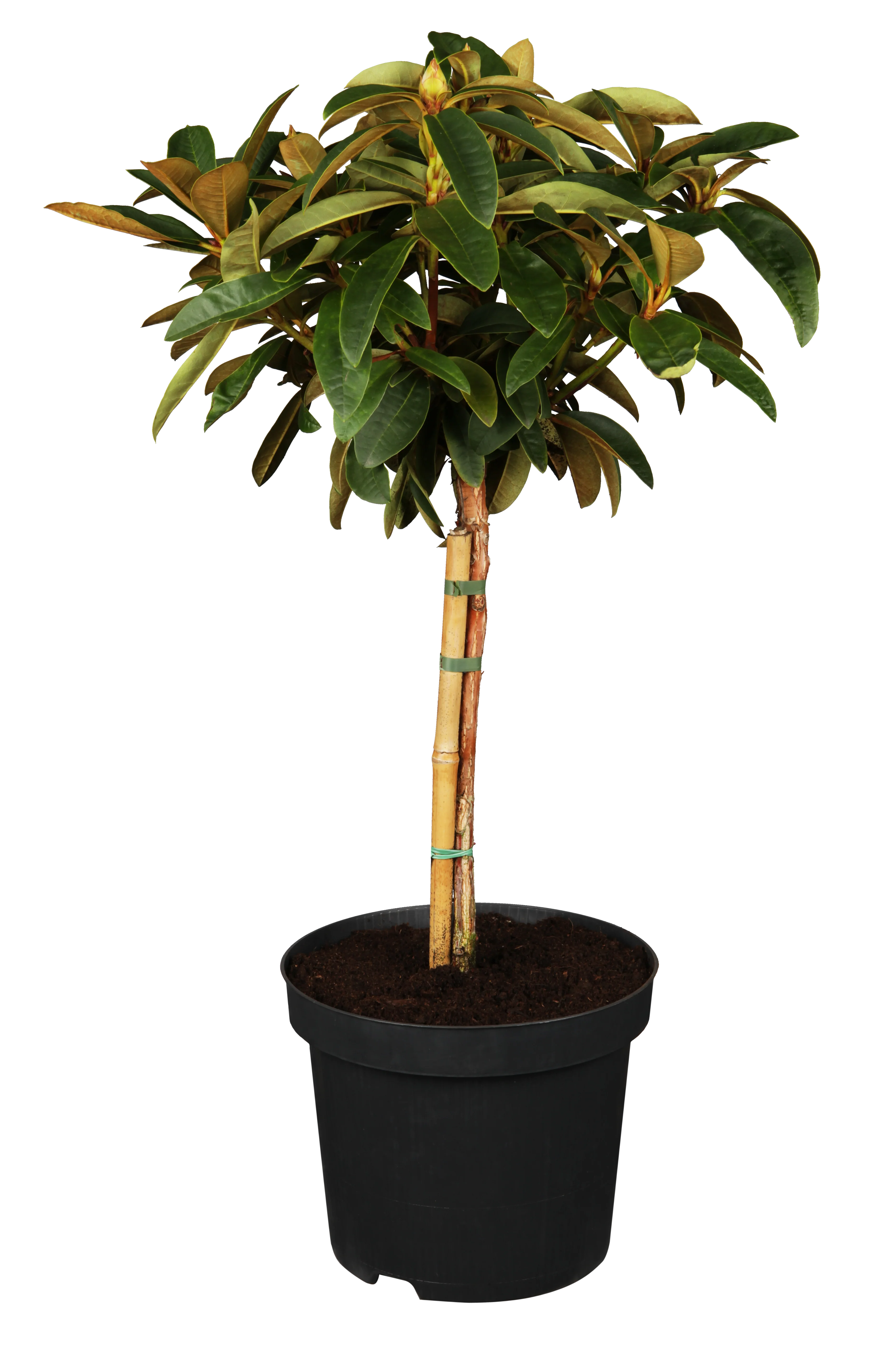 Rhododendron 'Brisanz' - Image 2