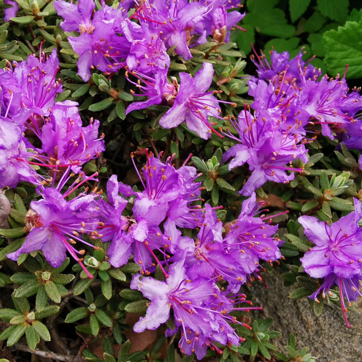 Rhododendron 'Buchlovice'
