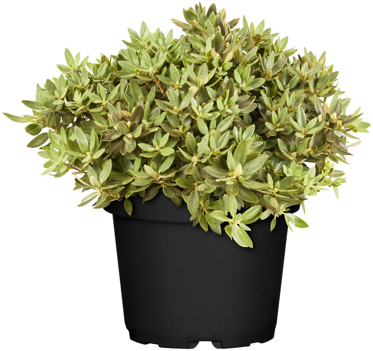 Rhododendron 'Buchlovice' - Image 2