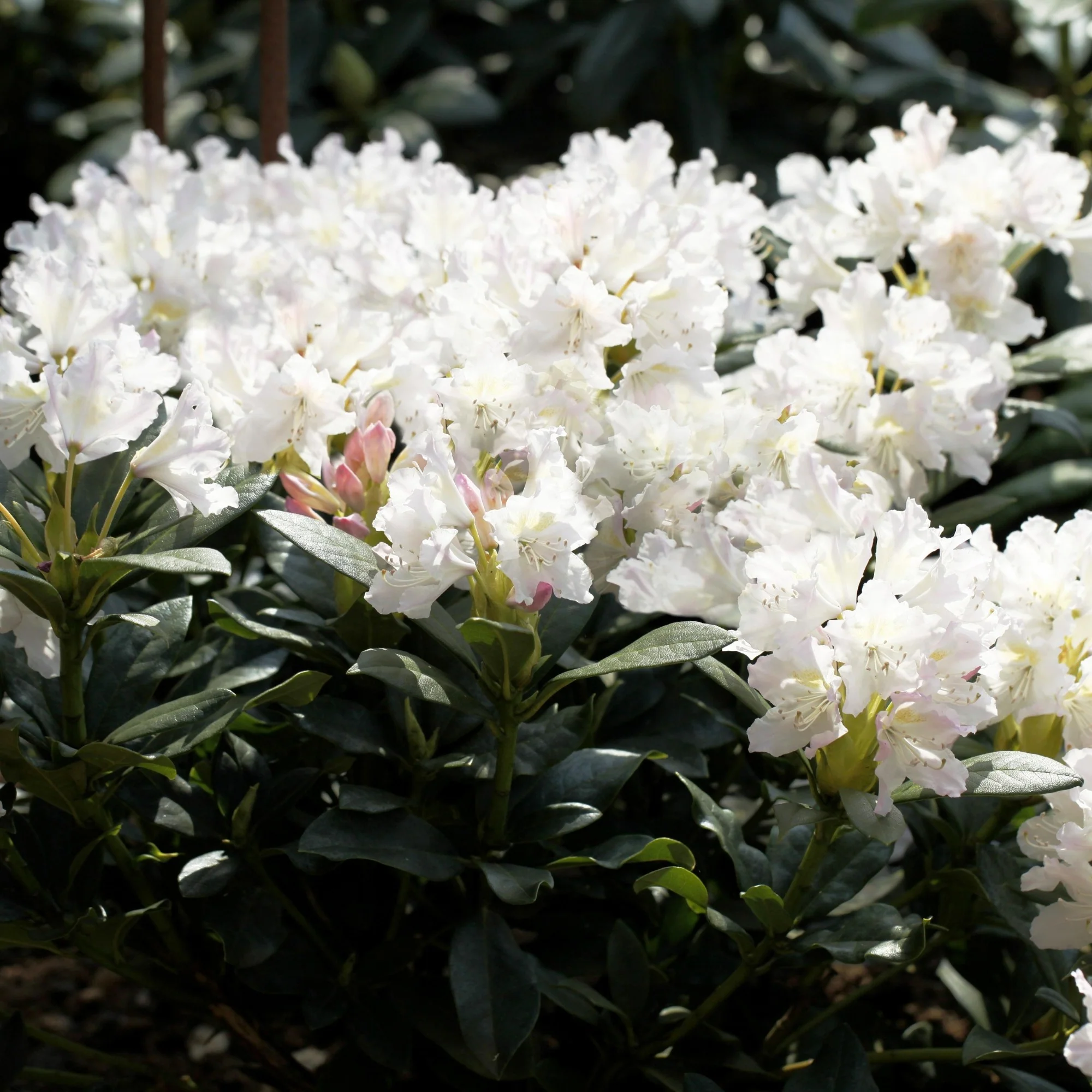 Rhododendron 'Cunninghams White' - Image 3